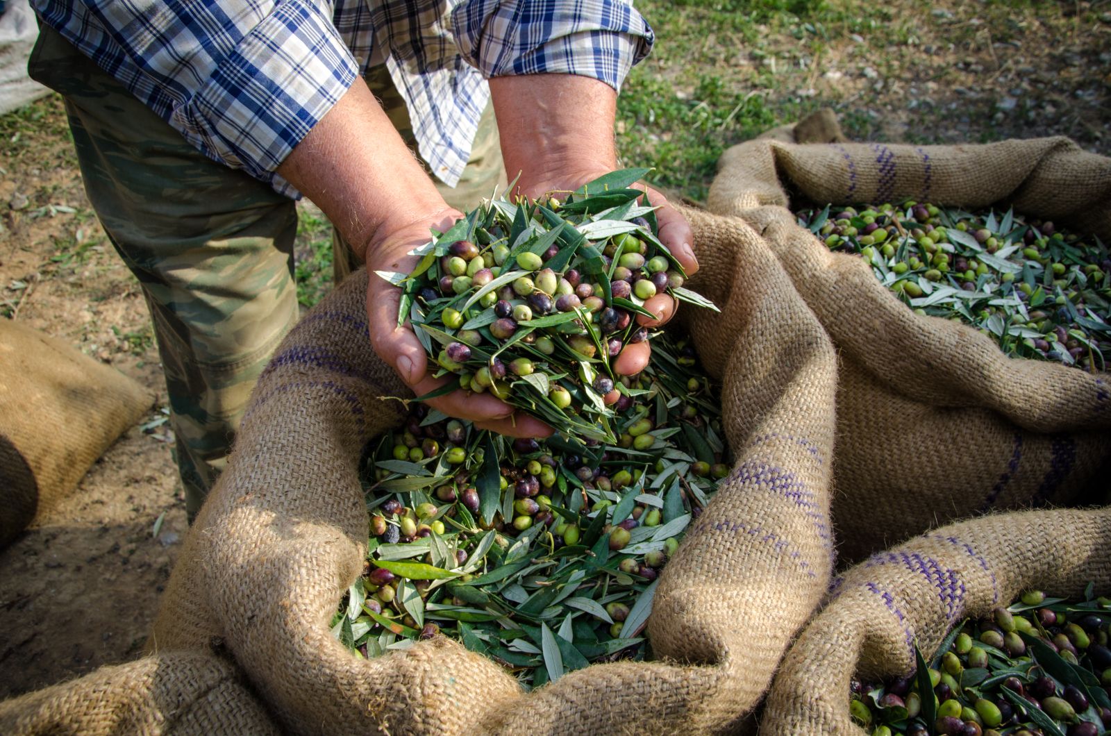 Olive harvest in Greece