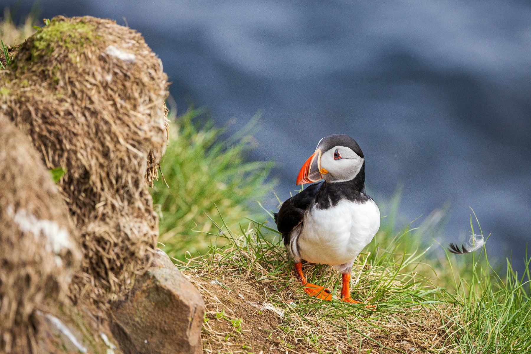 A young puffin on a cliff ledge in Iceland