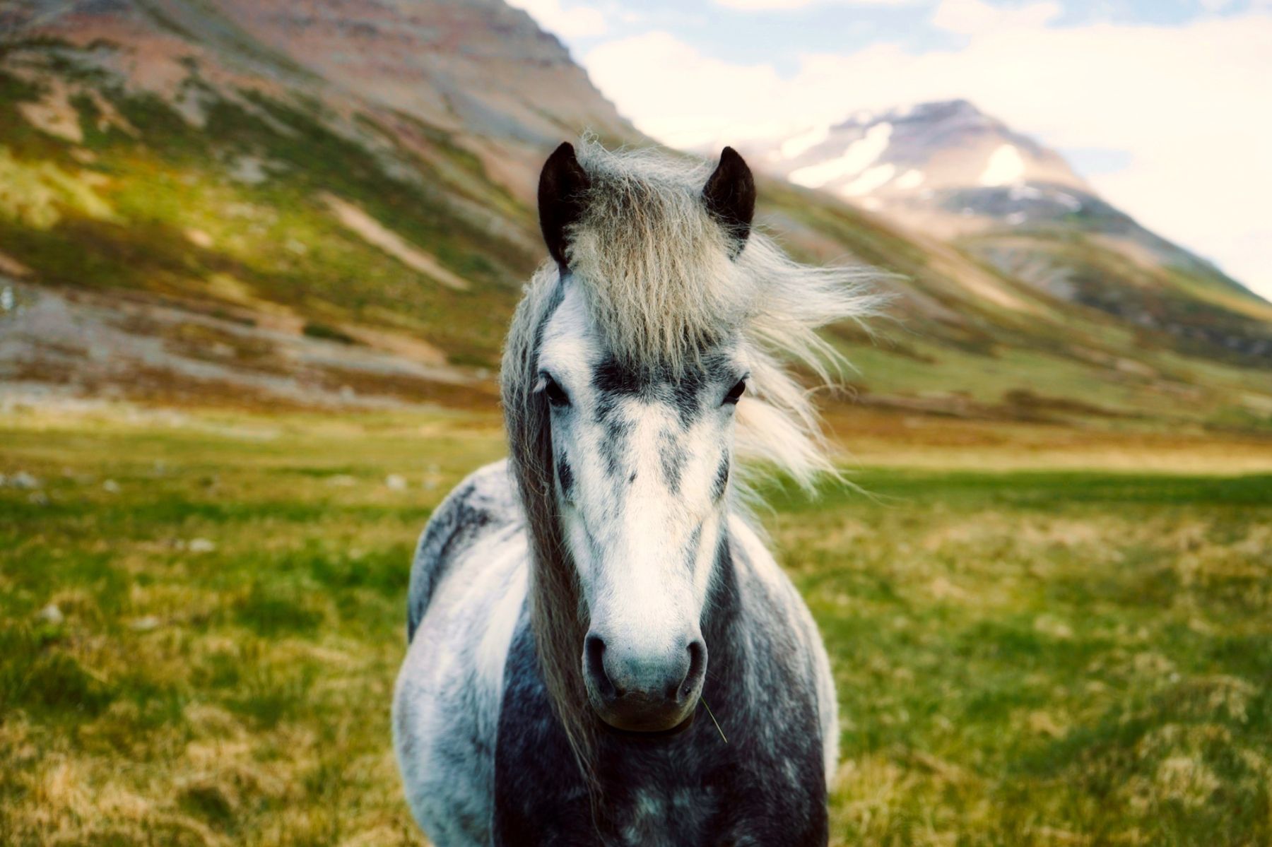 Close up of an Iceland horse in rural Iceland