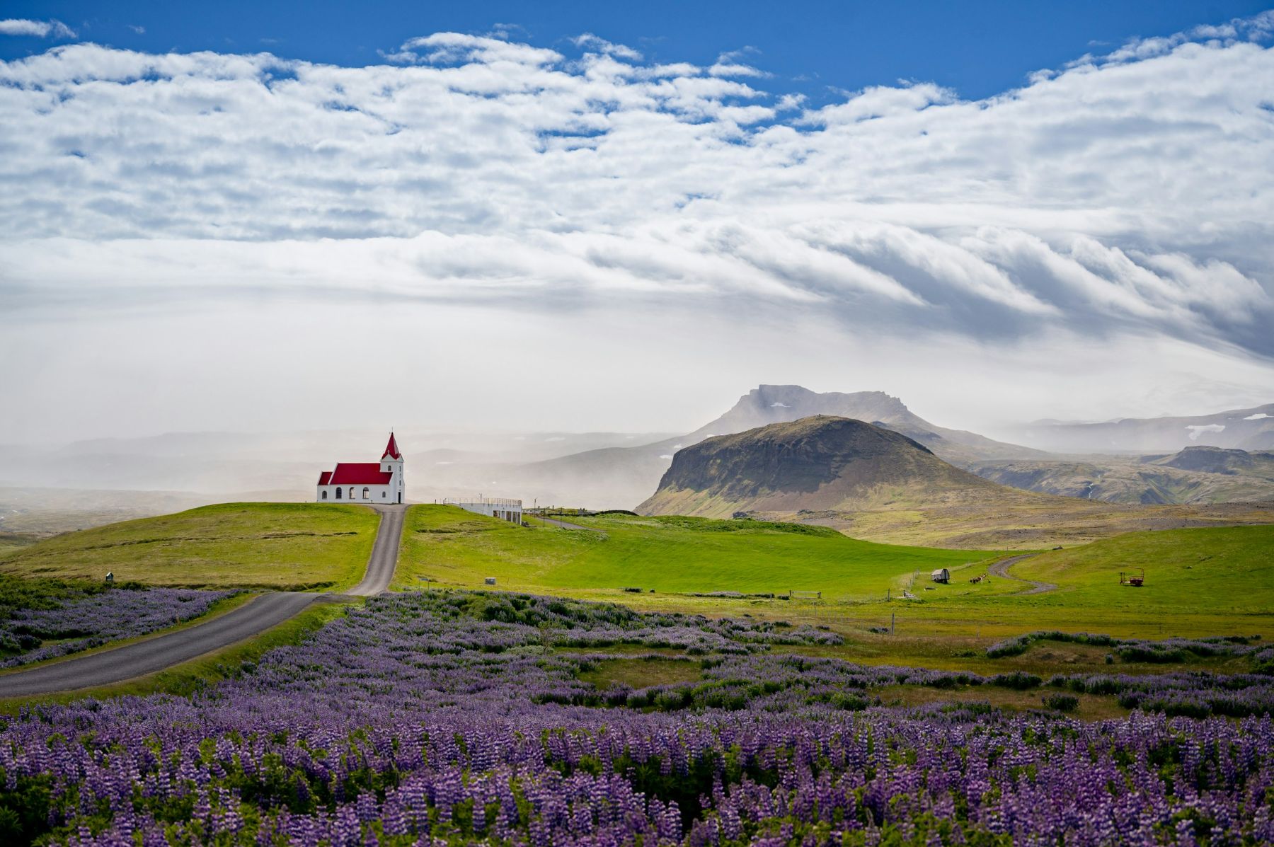 Lupins, fields and a small chapel and mountain in Iceland