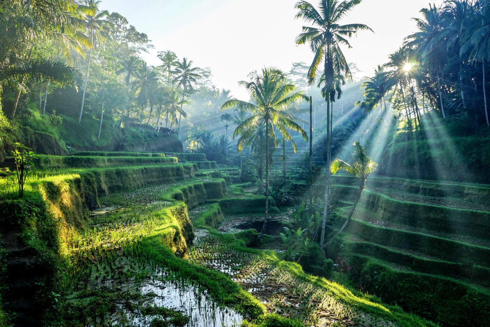 Beautiful scenery of jungle and rice terraces in Ubud Bali