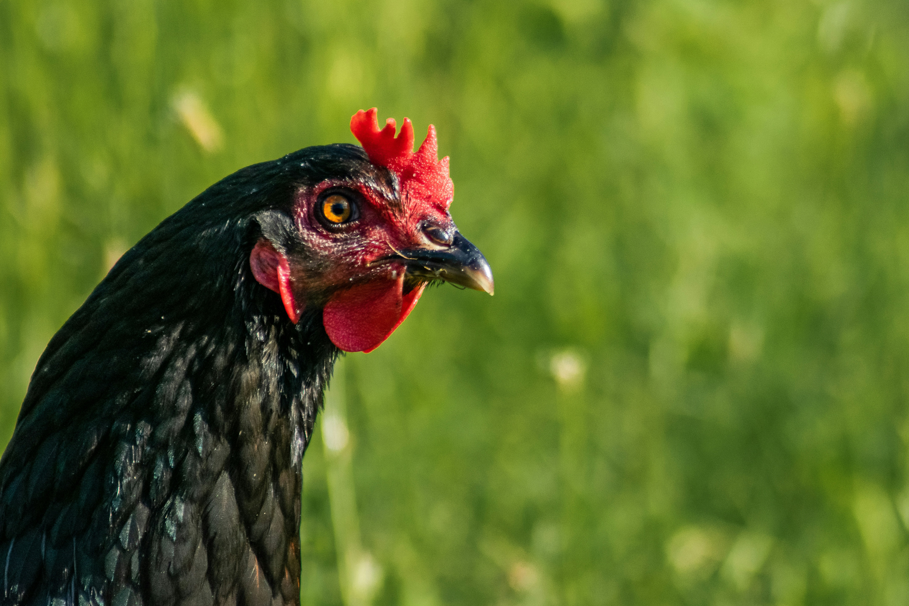 Beautiful close up portrait of a black rooster