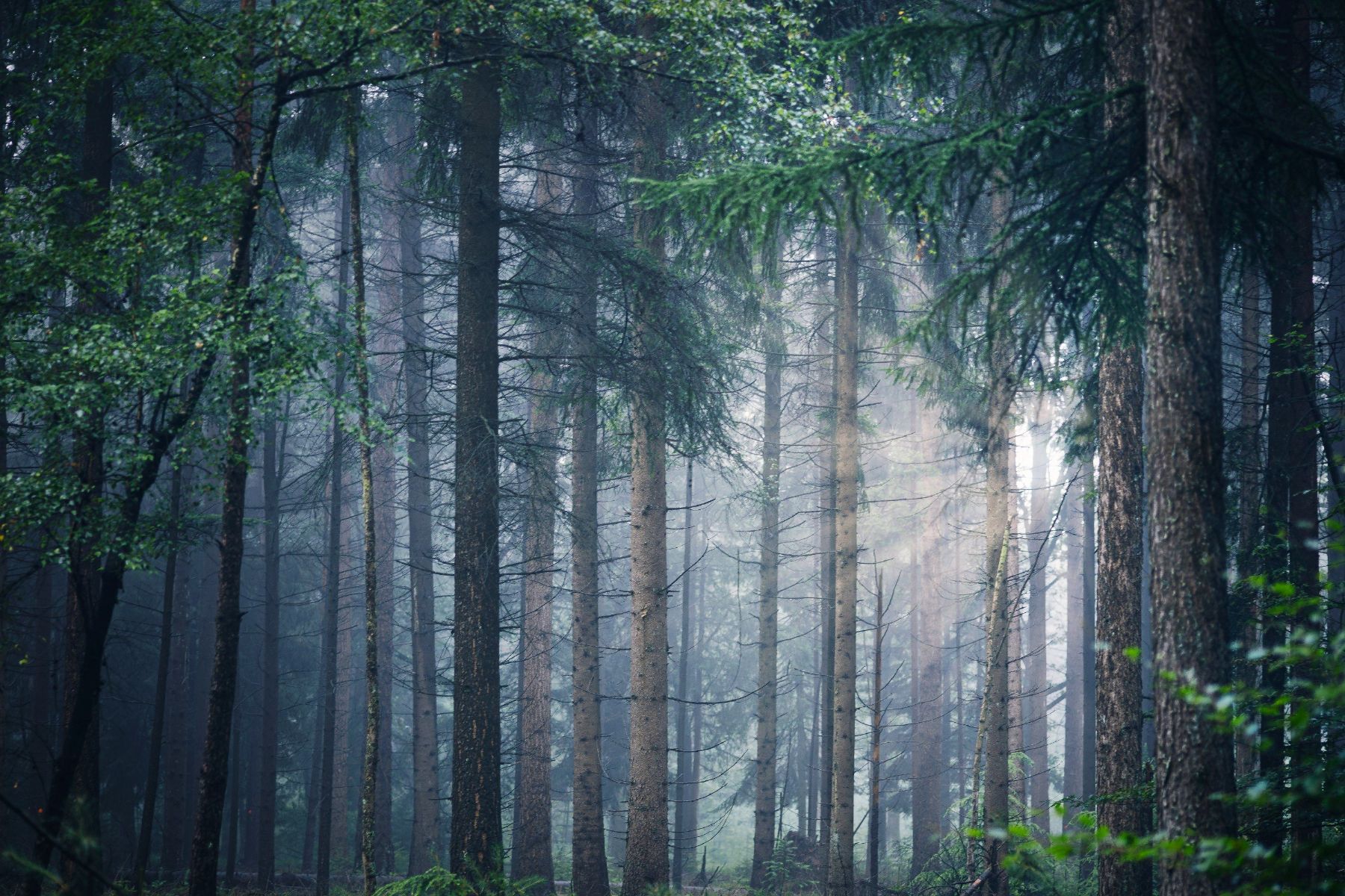 Tall trees in a forest with sunlight shining through mist