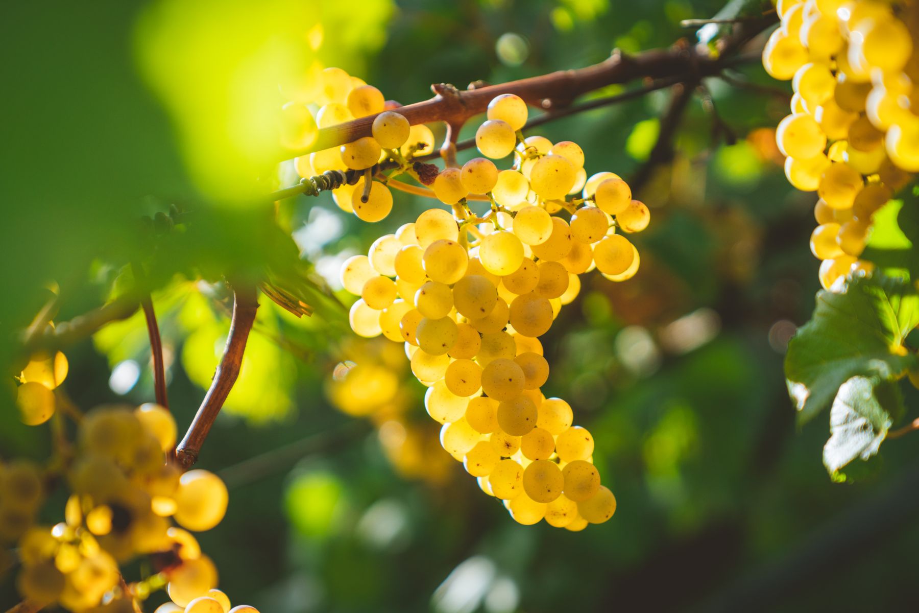 Bunches of white grapes hanging from a vine in the sunshine