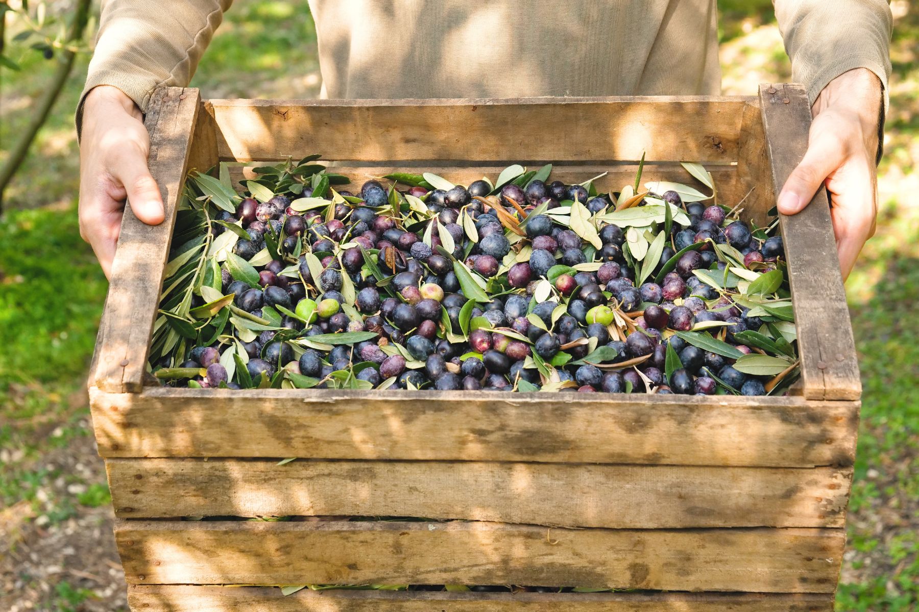 Person holding a crate of freshly picked black olives