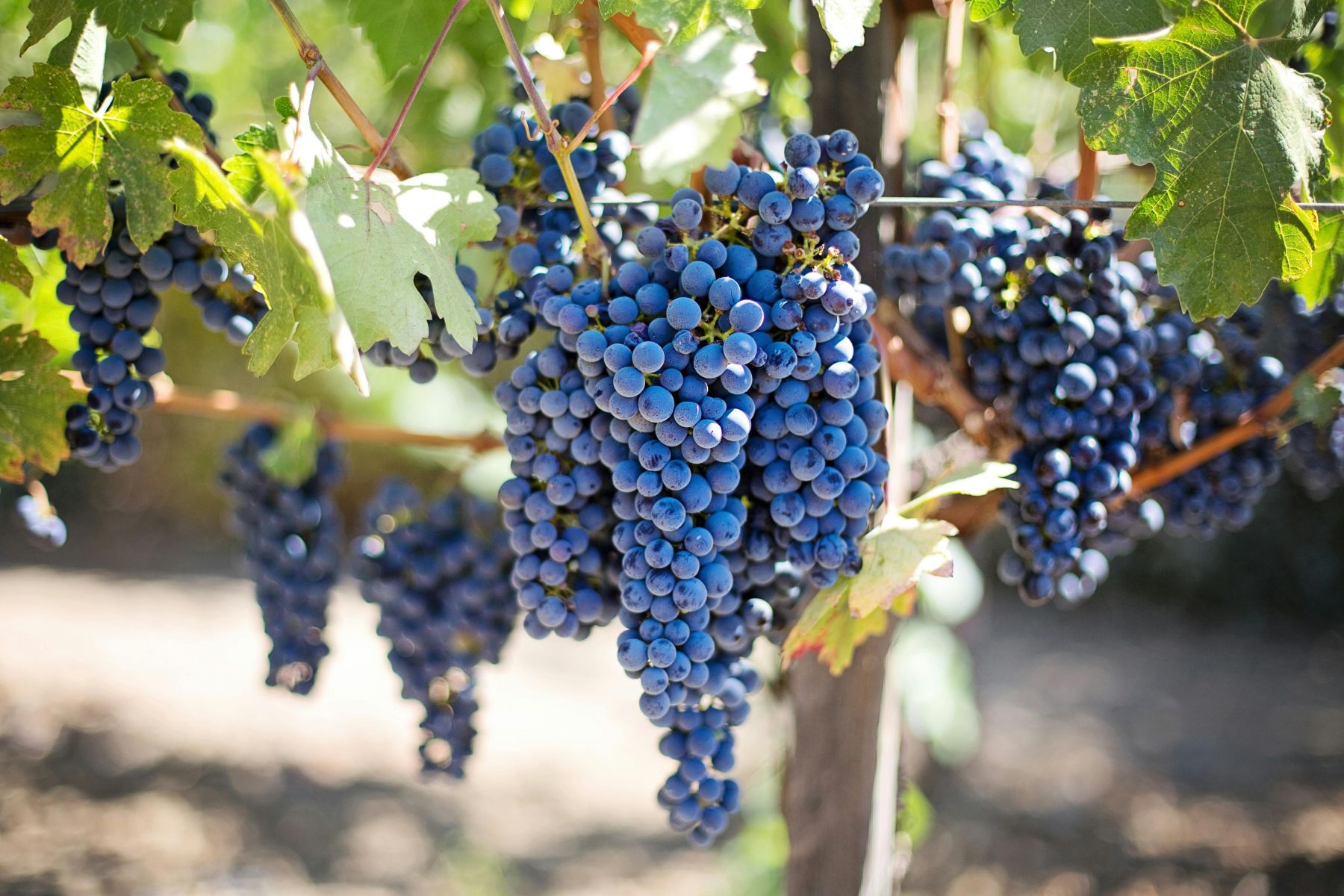 Bunches of red grapes hanging on a vine