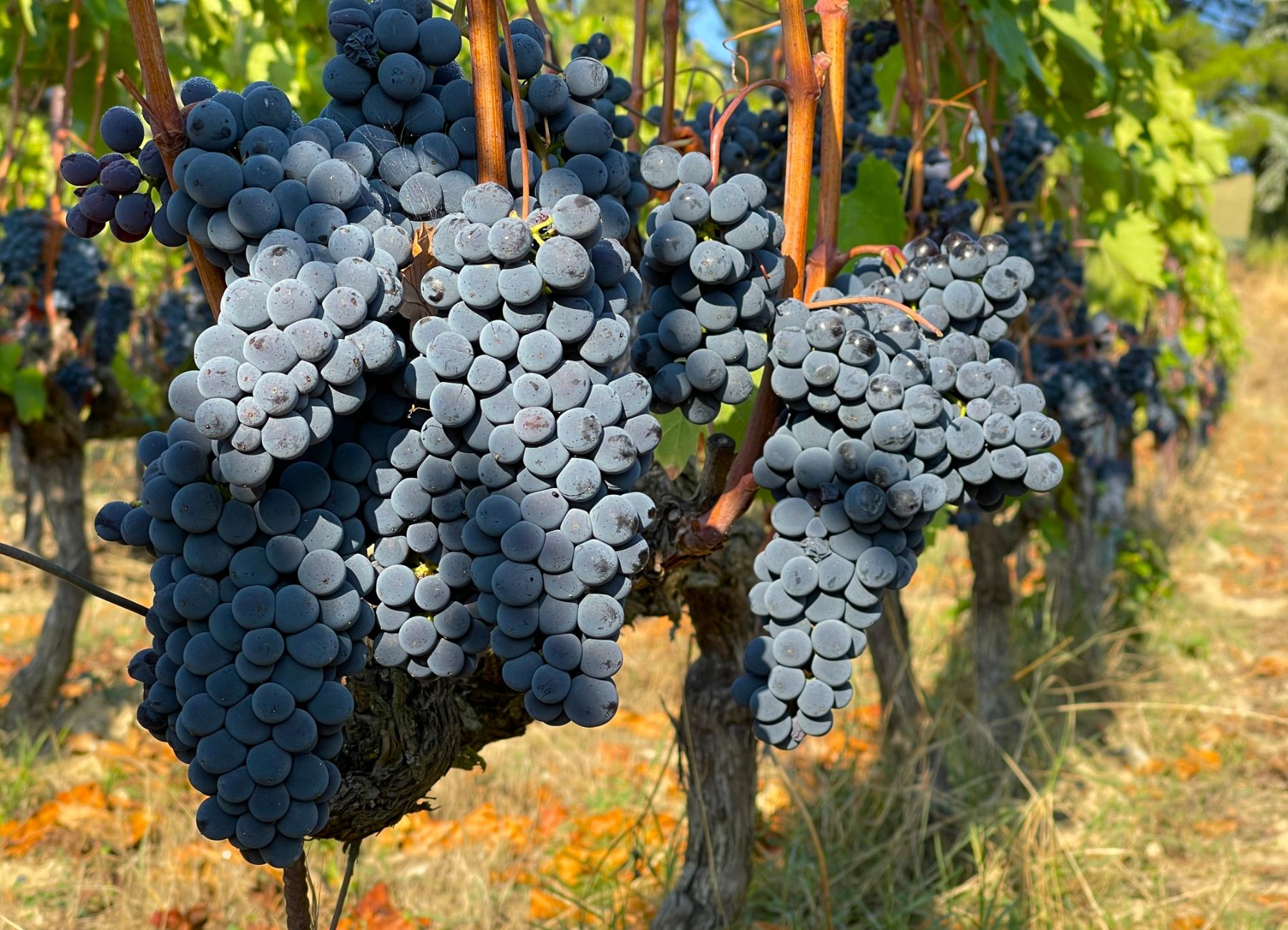 Red grapes hanging from a vine in the sunshine