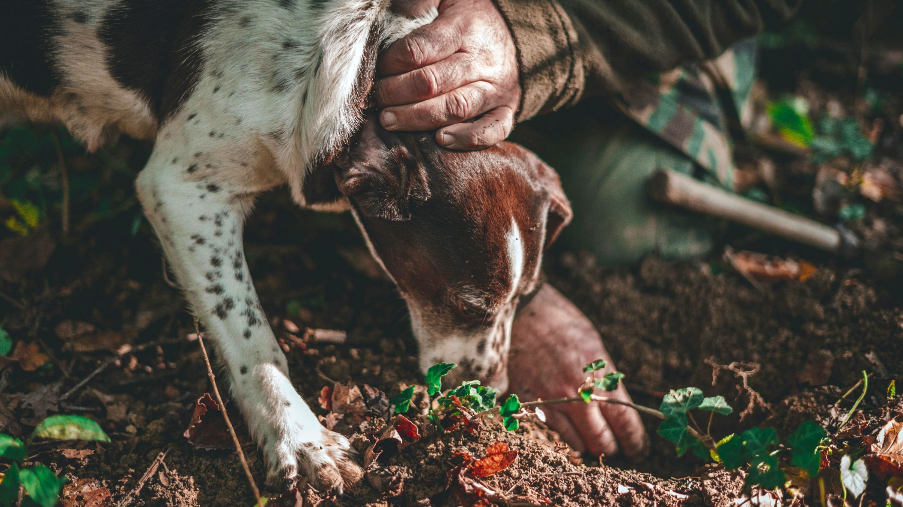 A truffle dog foraging in the earth for truffles