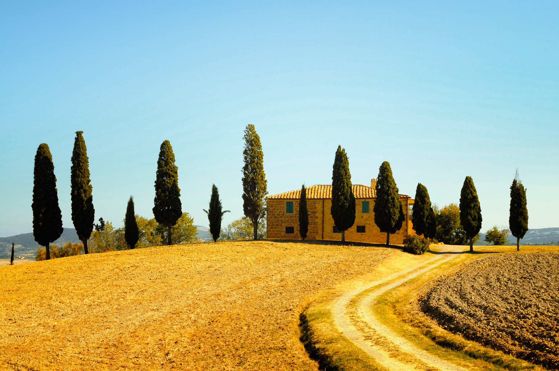 Golden fields with cypress trees in Tuscany's Crete Senesi