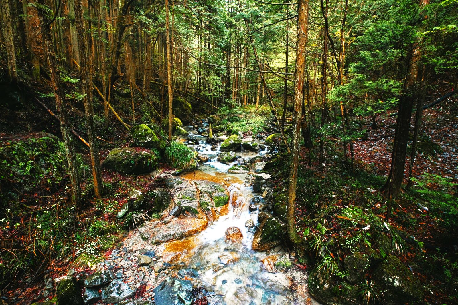 Nakasendo Forest in Japan