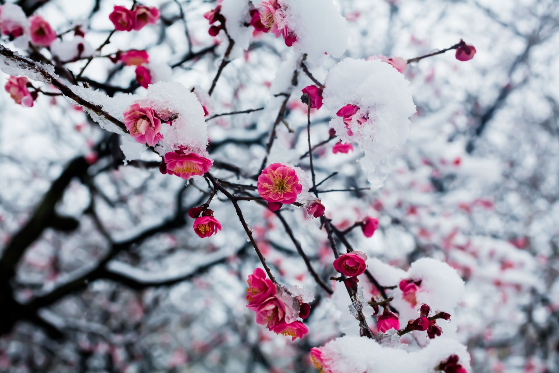 Plum blossom in Japan