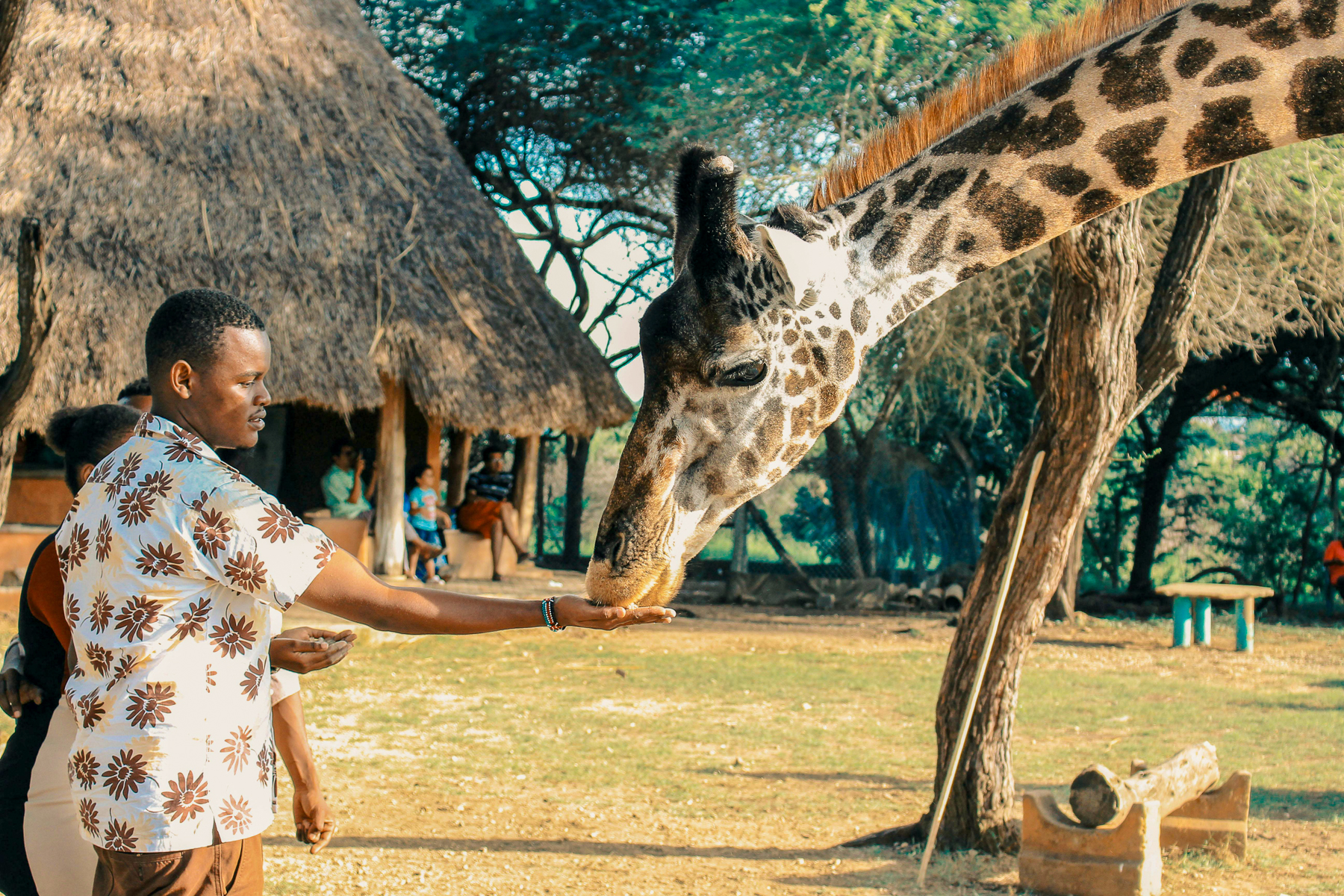 A man feeding a giraffe at Nairobi's giraffe centre