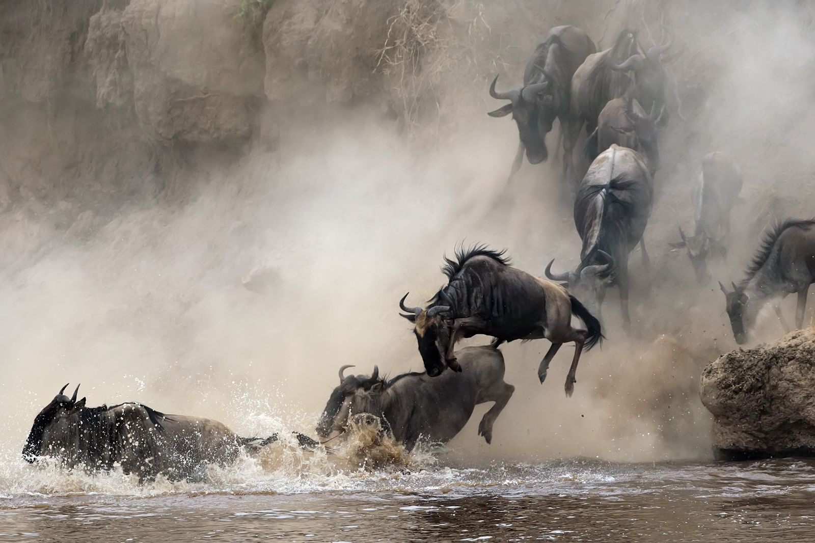 Wildebeest jumping into the waters during Kenya's great migration