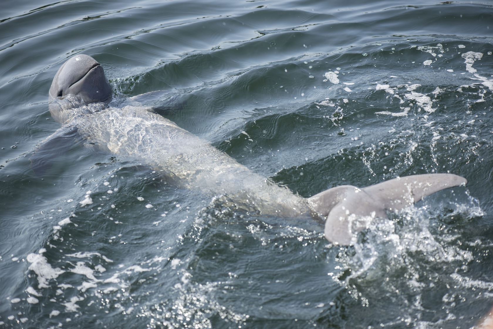 dolphin at irrawaddy, Laos