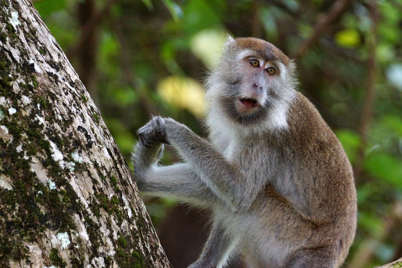 A long tailed Macaque in Taman Negara