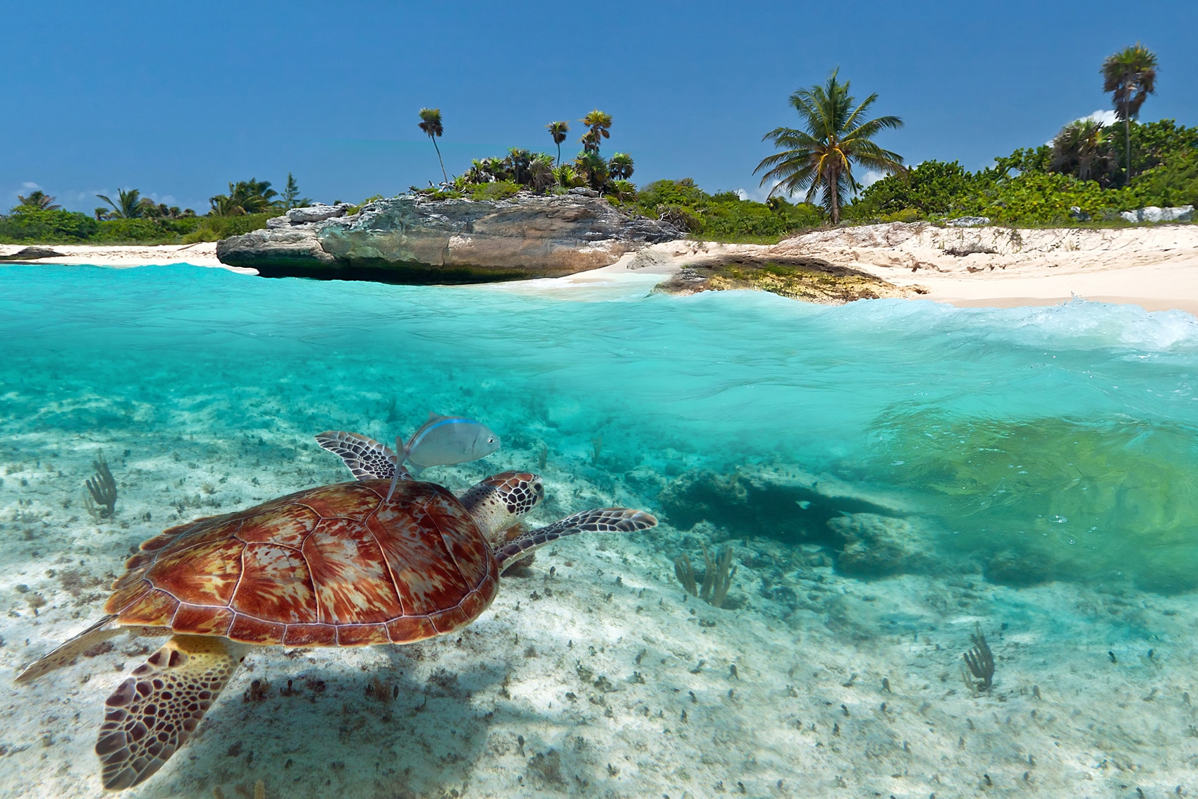 Turtle in Mexican waters