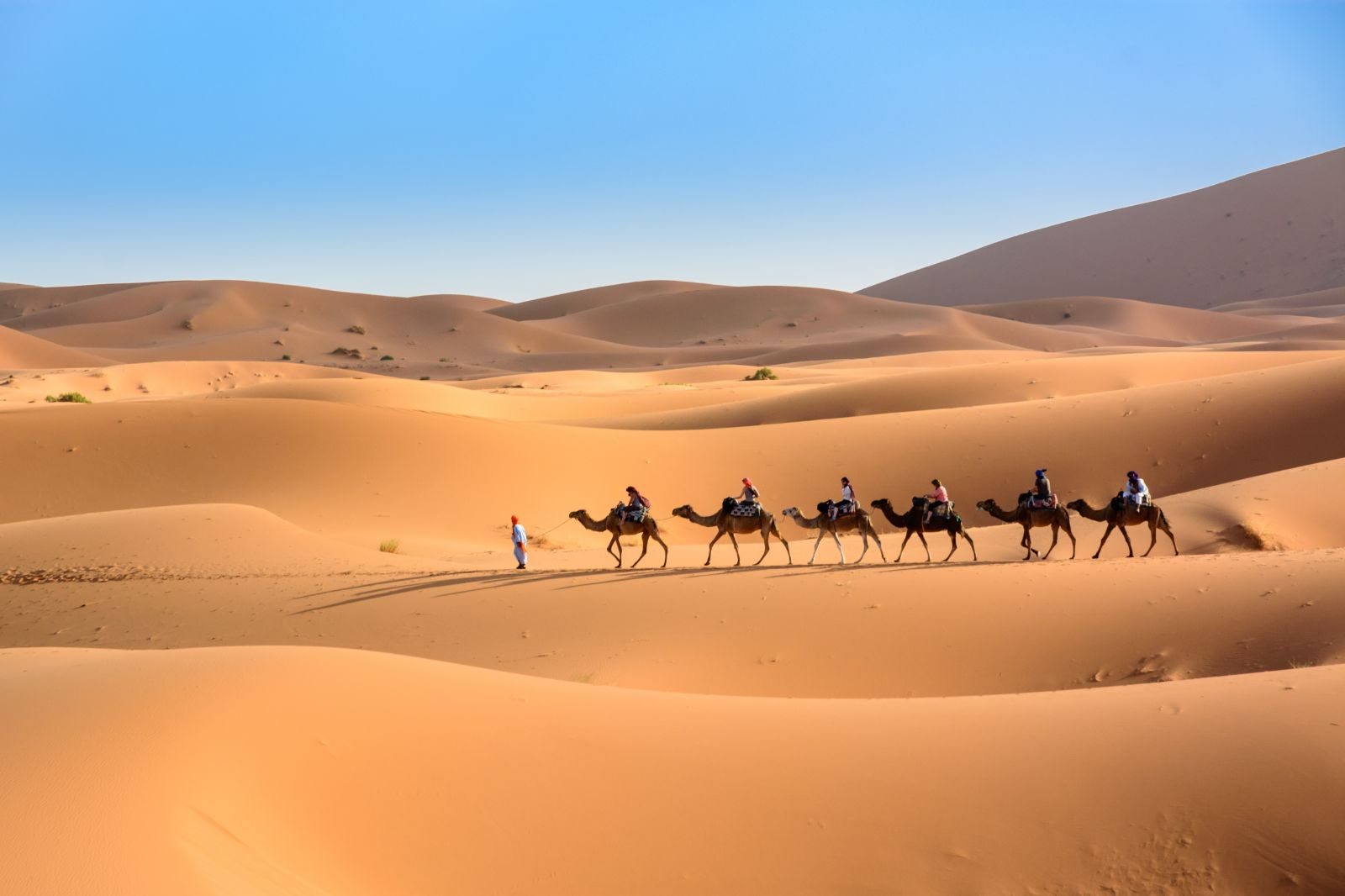 Saharan camel caravan in Morocco