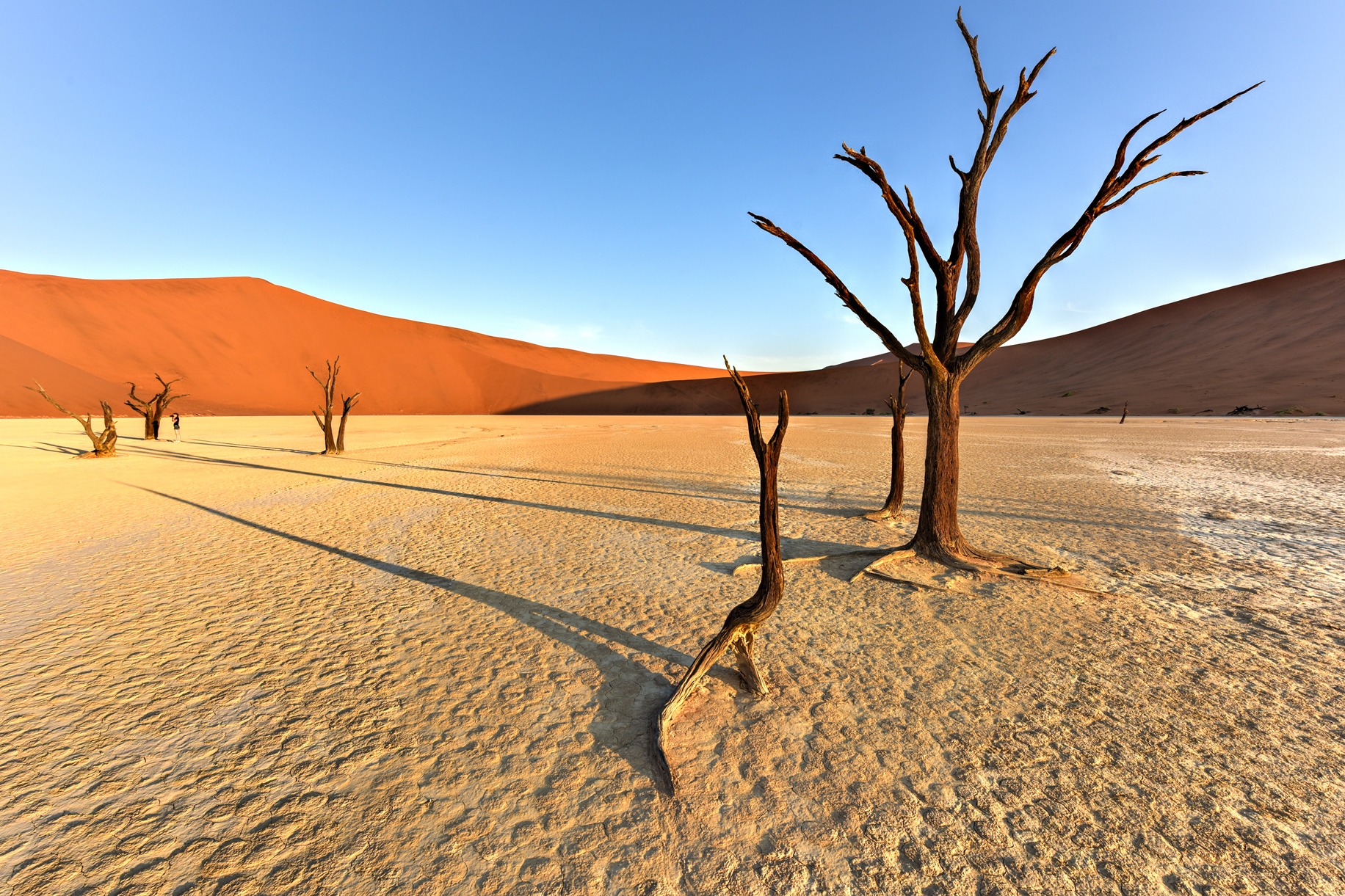 A dead Vlei tree in Namibia