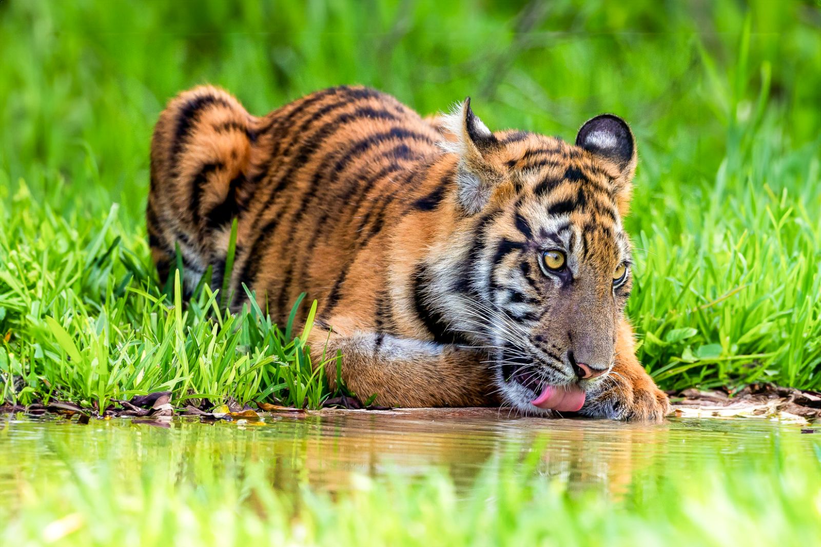 A Bengal tiger drinking from a river in the Chitwan National Park