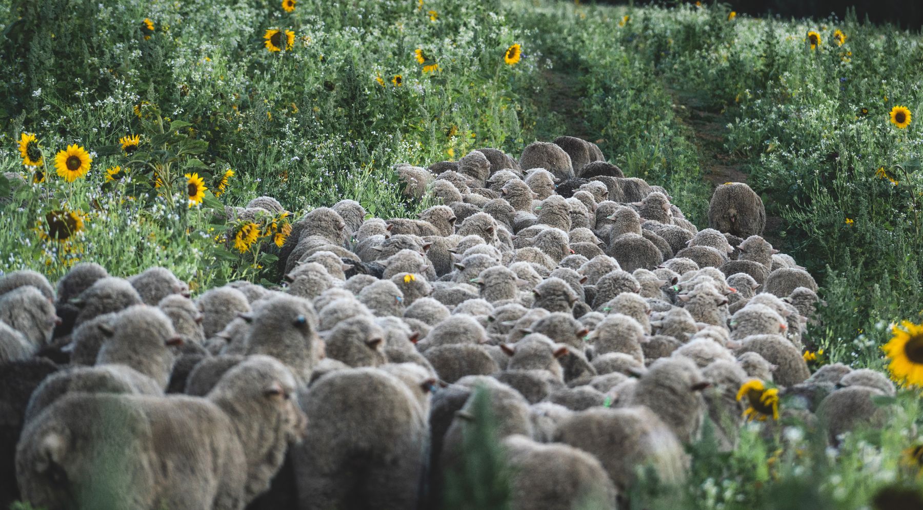 Sheep grazing in the fields at Lake Hawea Station New Zealand