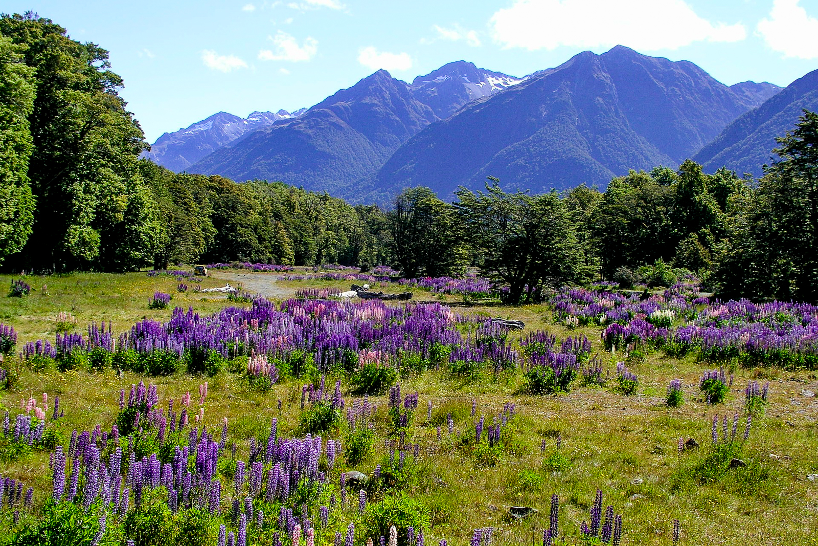 Purple flowers in the valleys of Arthur's Pass