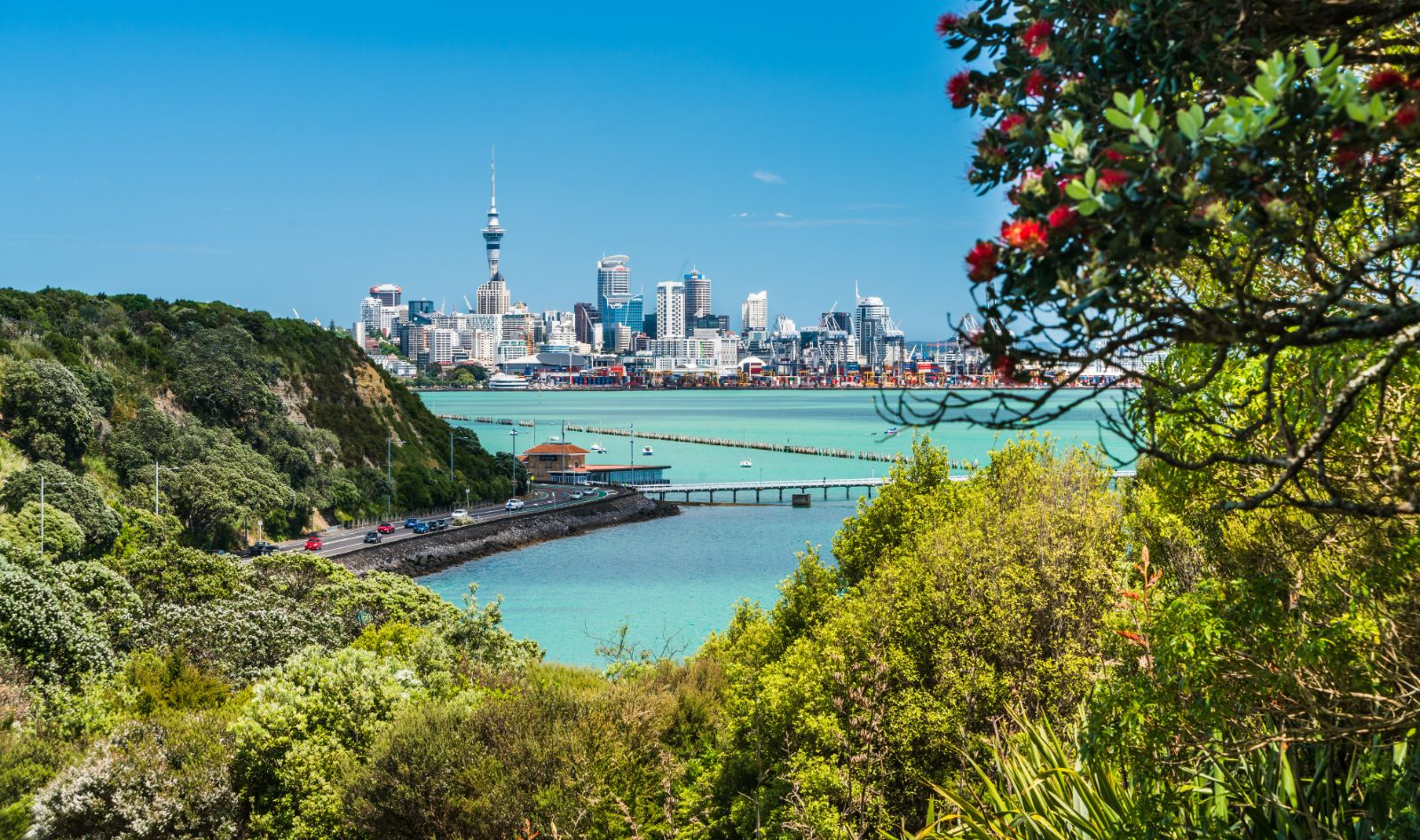 View of Auckland through a Pohutukawa tree