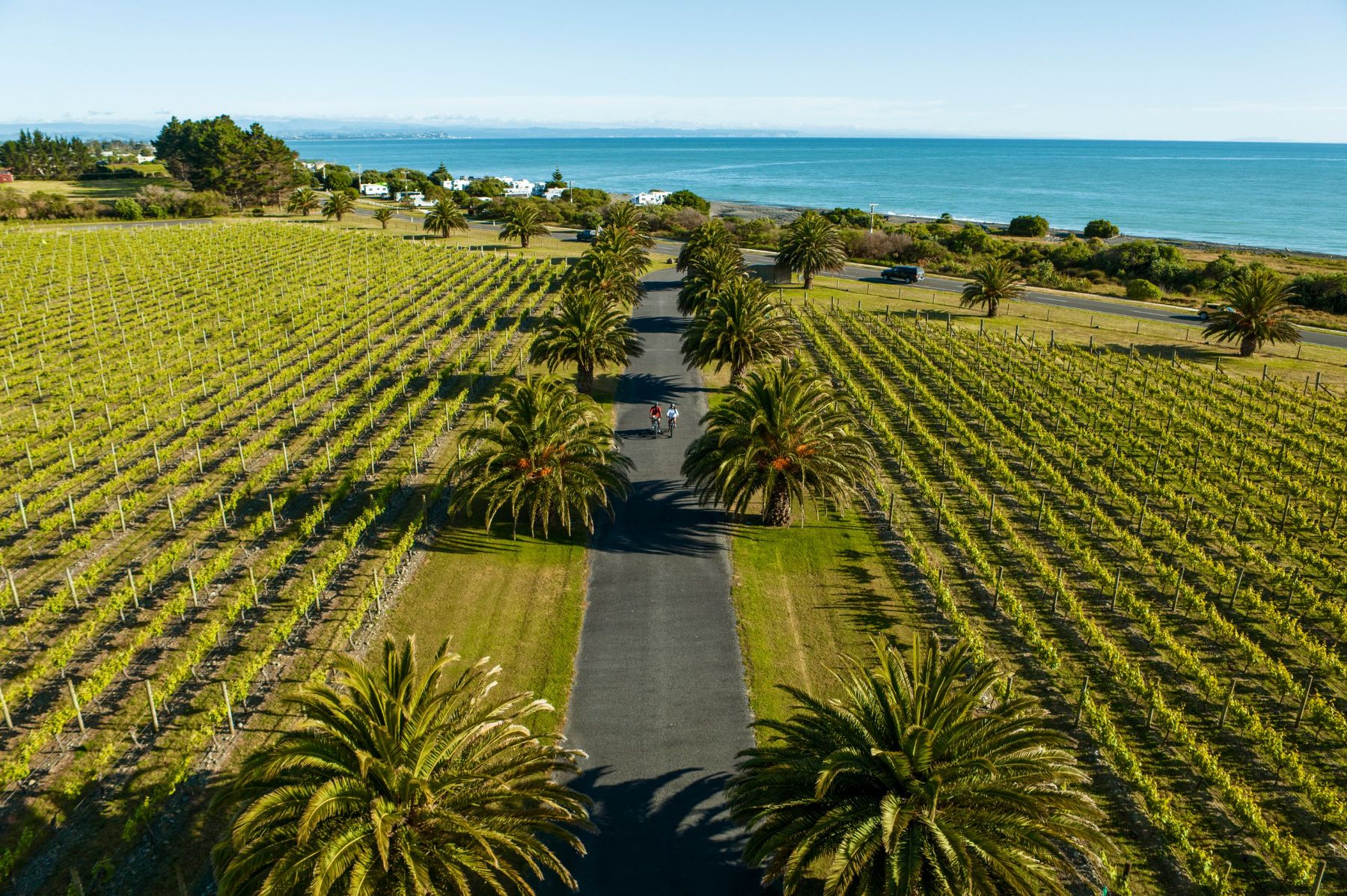 Cycling through vineyards at Hawke's Bay in New Zealand