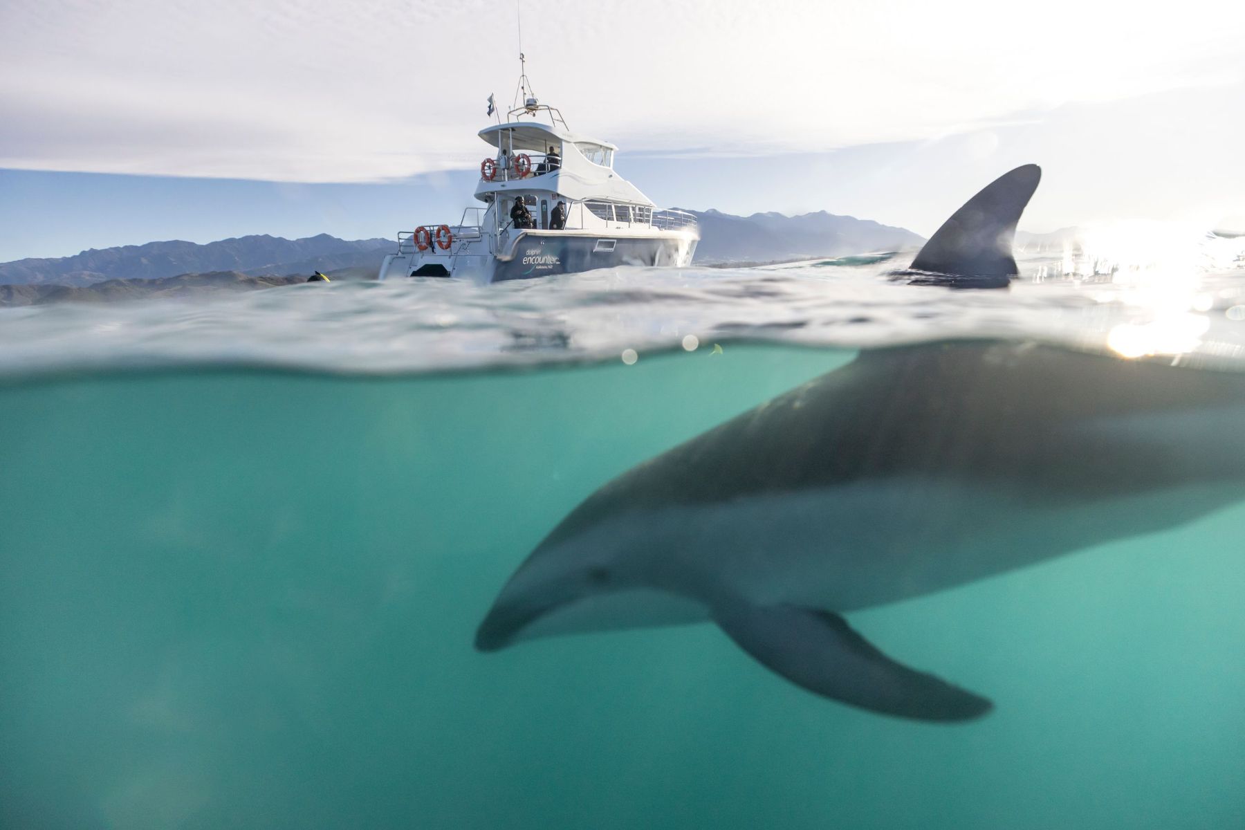 A swimming dolphin seen from a cruise in Kaikoura New Zealand