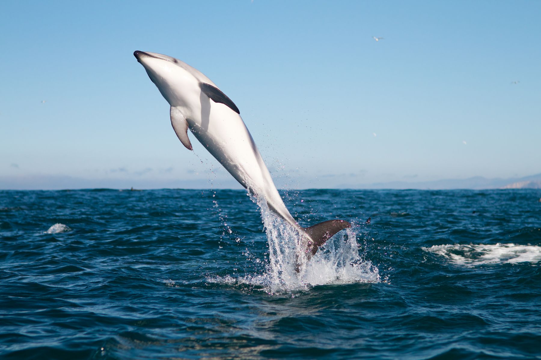 A dolphin performing an acrobatic breach at Kaikoura