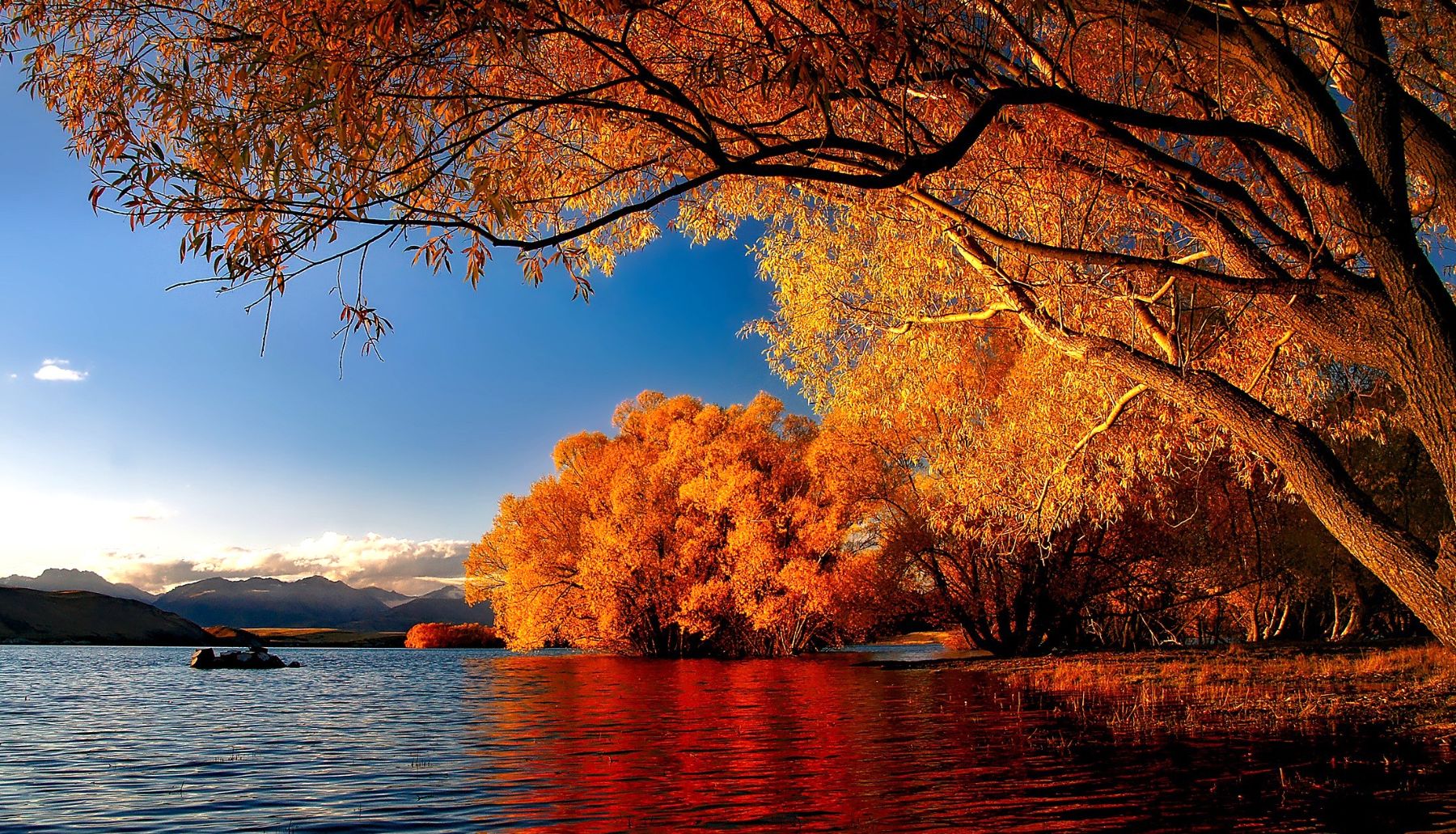 Autumn leaves reflected in the waters of Lake Tekapo New Zealand