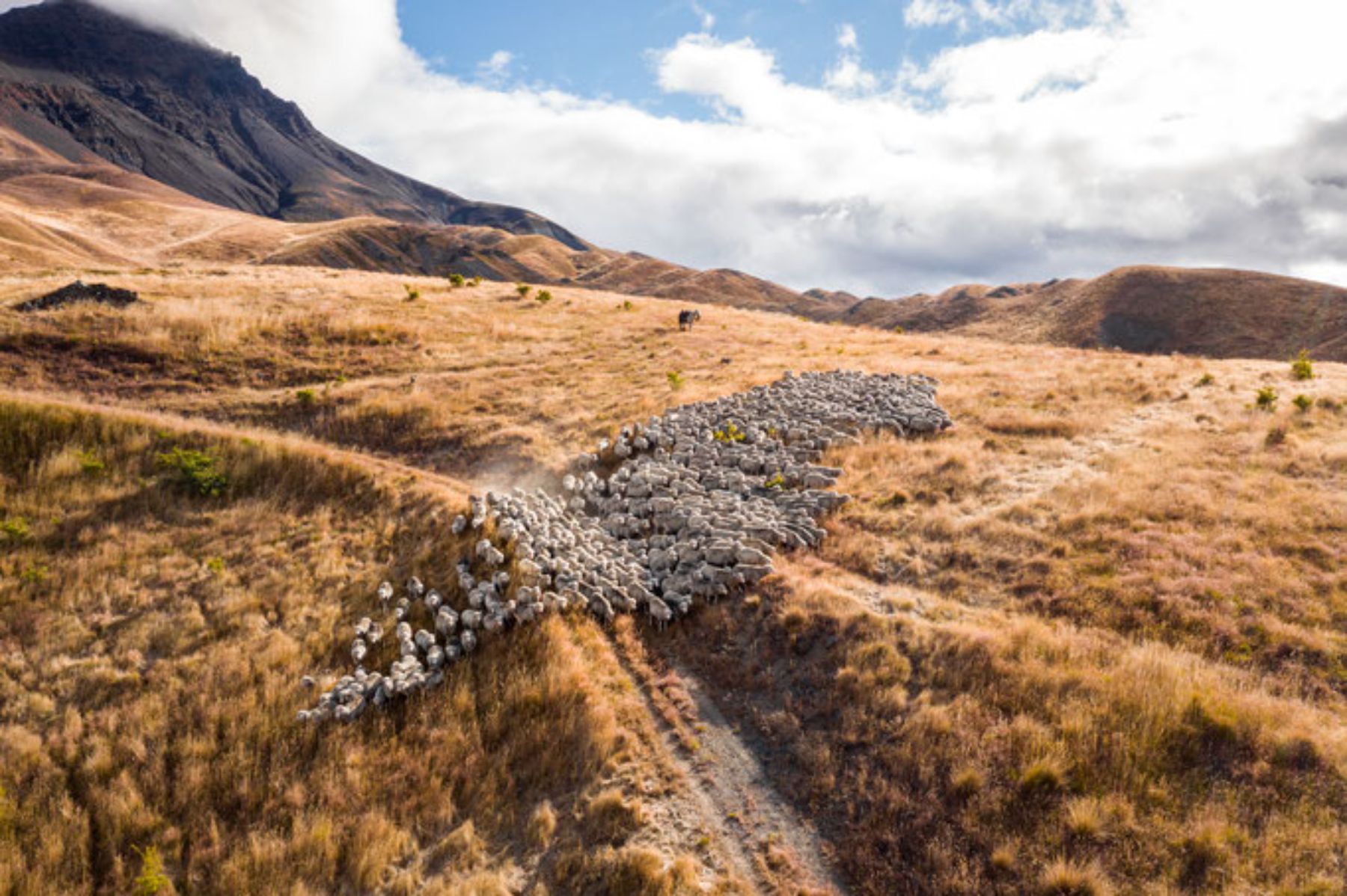 Aerial view of a sheep herd at Middlehurst Station in New Zealand