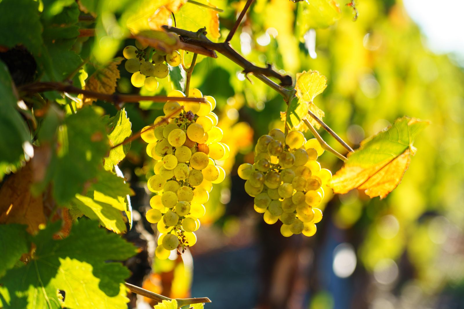 White grapes hanging from a vine in the sunsine