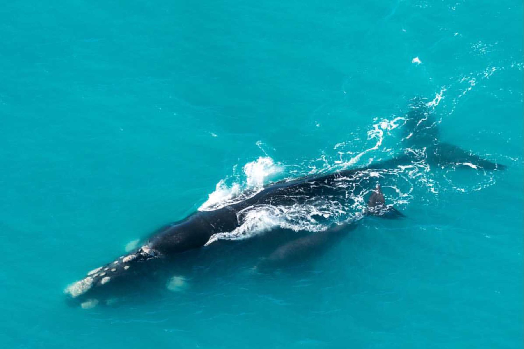 Southern right whales spotted in the South Pacific by helicopter