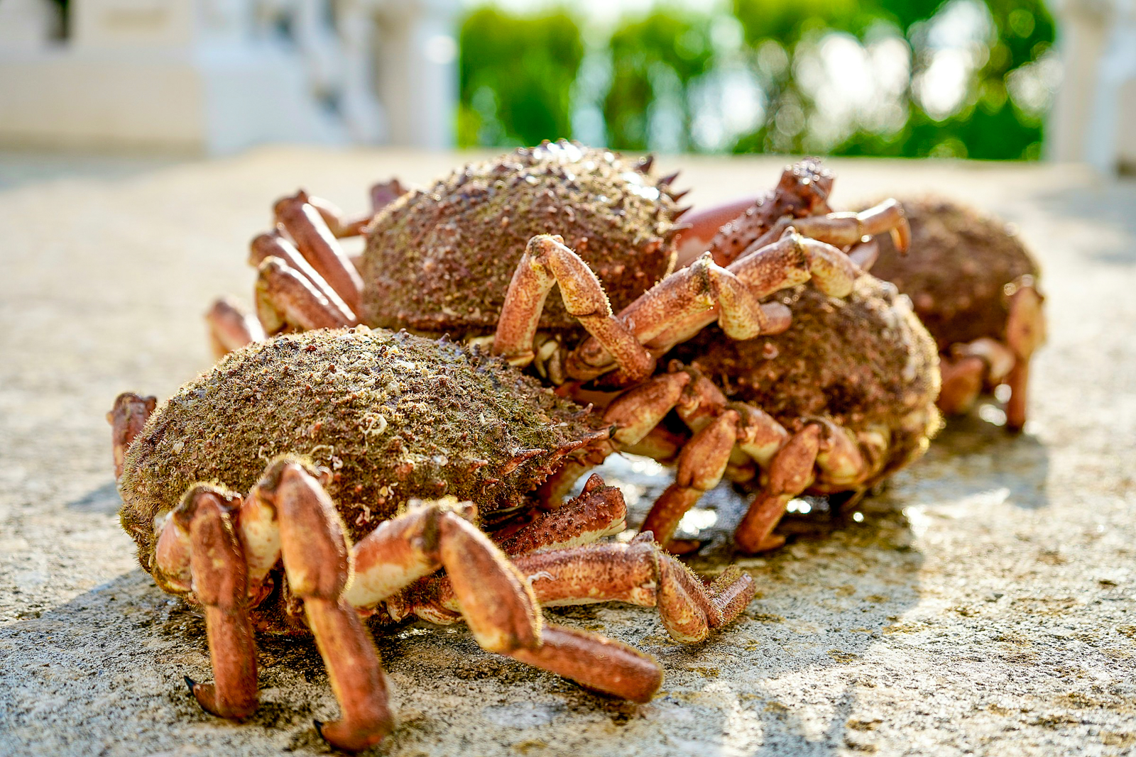 King Crabs on the sand in Norway