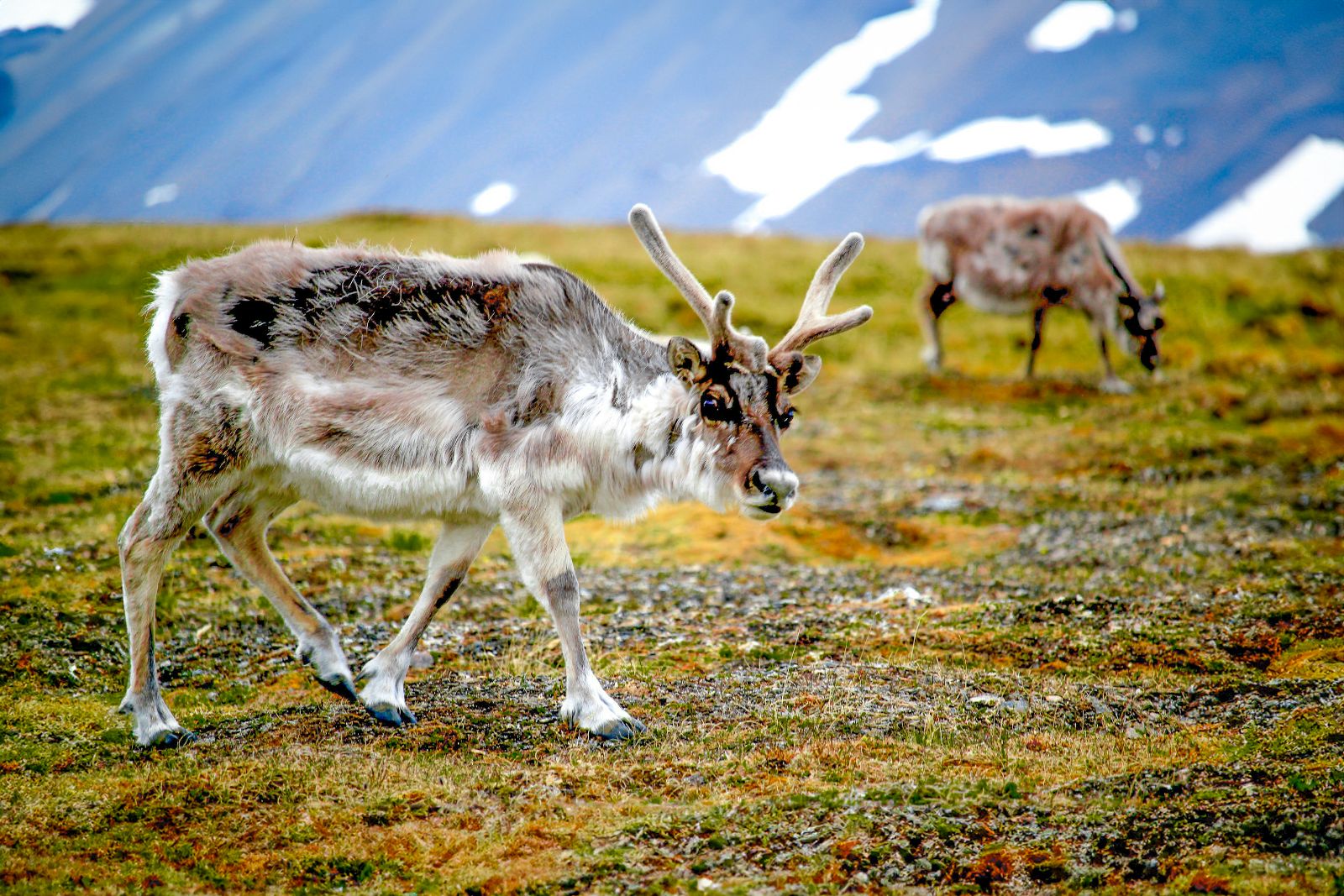 Reindeer spotted in Svalbard from SIlversea;s Silver Cloud cruise ship