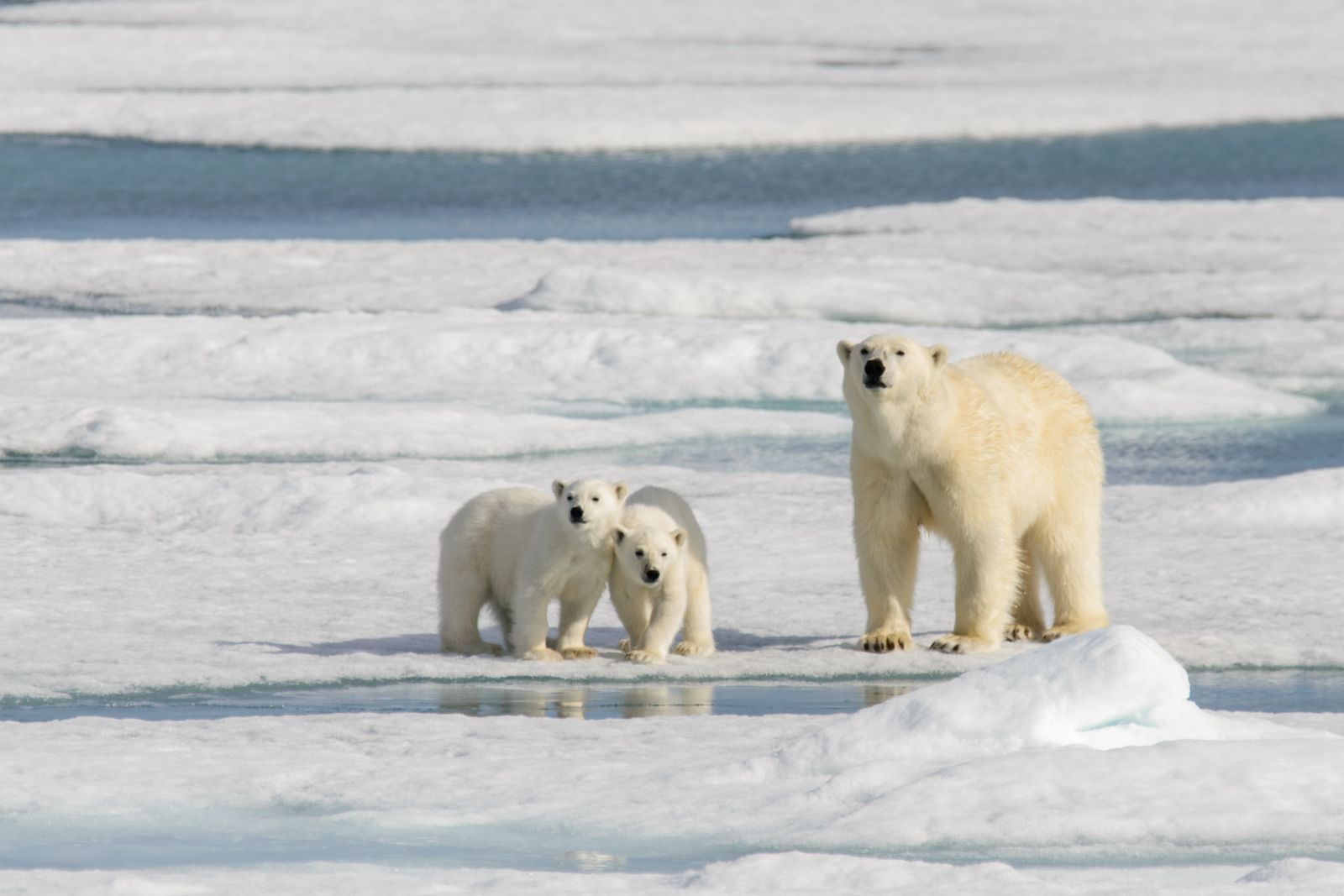 A polar bear and cubs in Svalbard