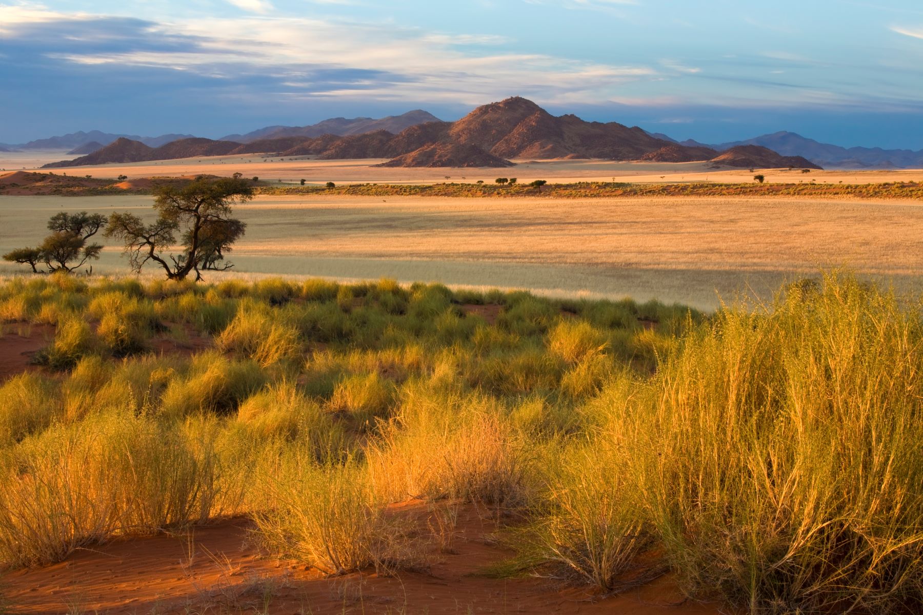 South African savannah during sunset