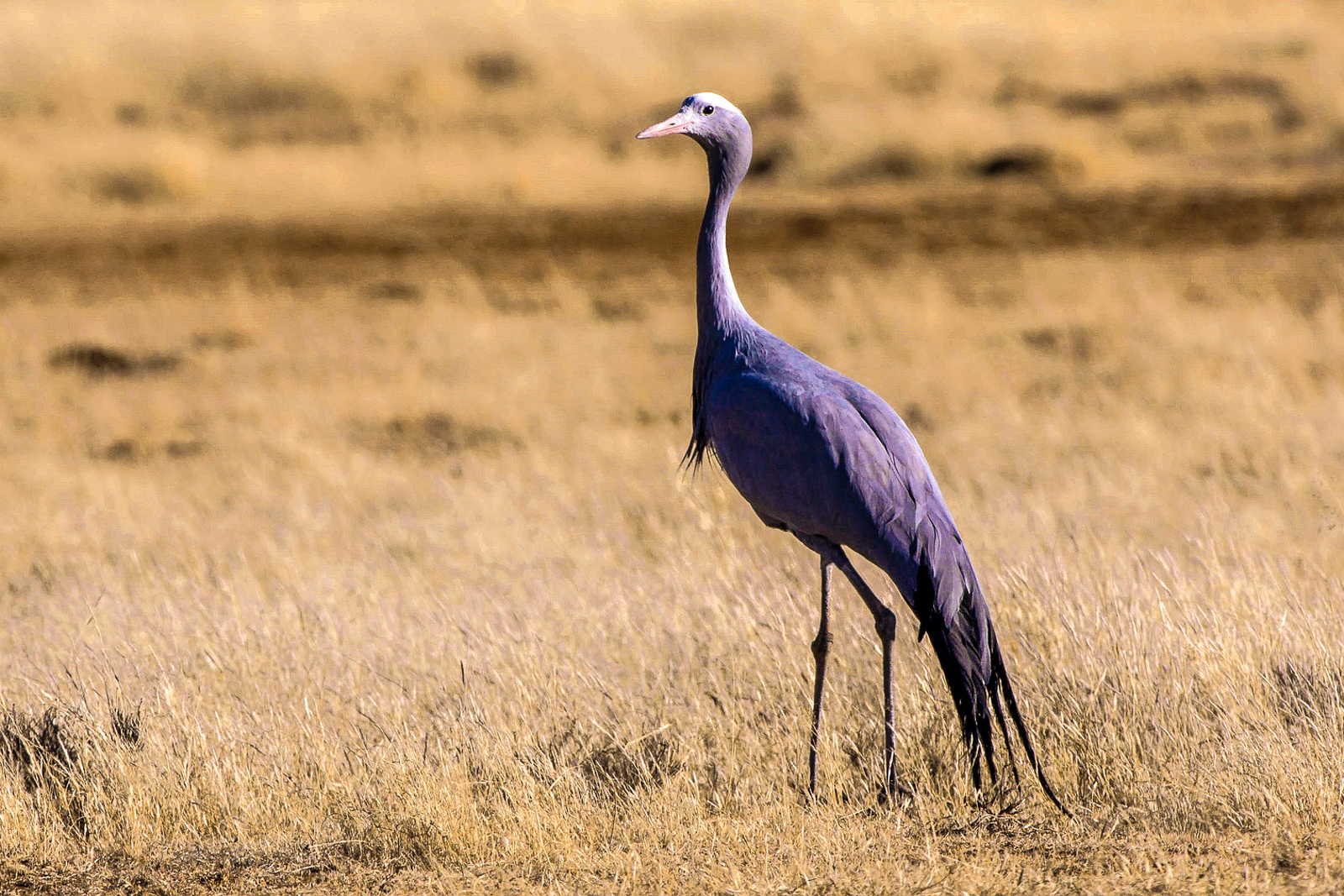 A blue crane in the Samara Game Reserve in South Africa