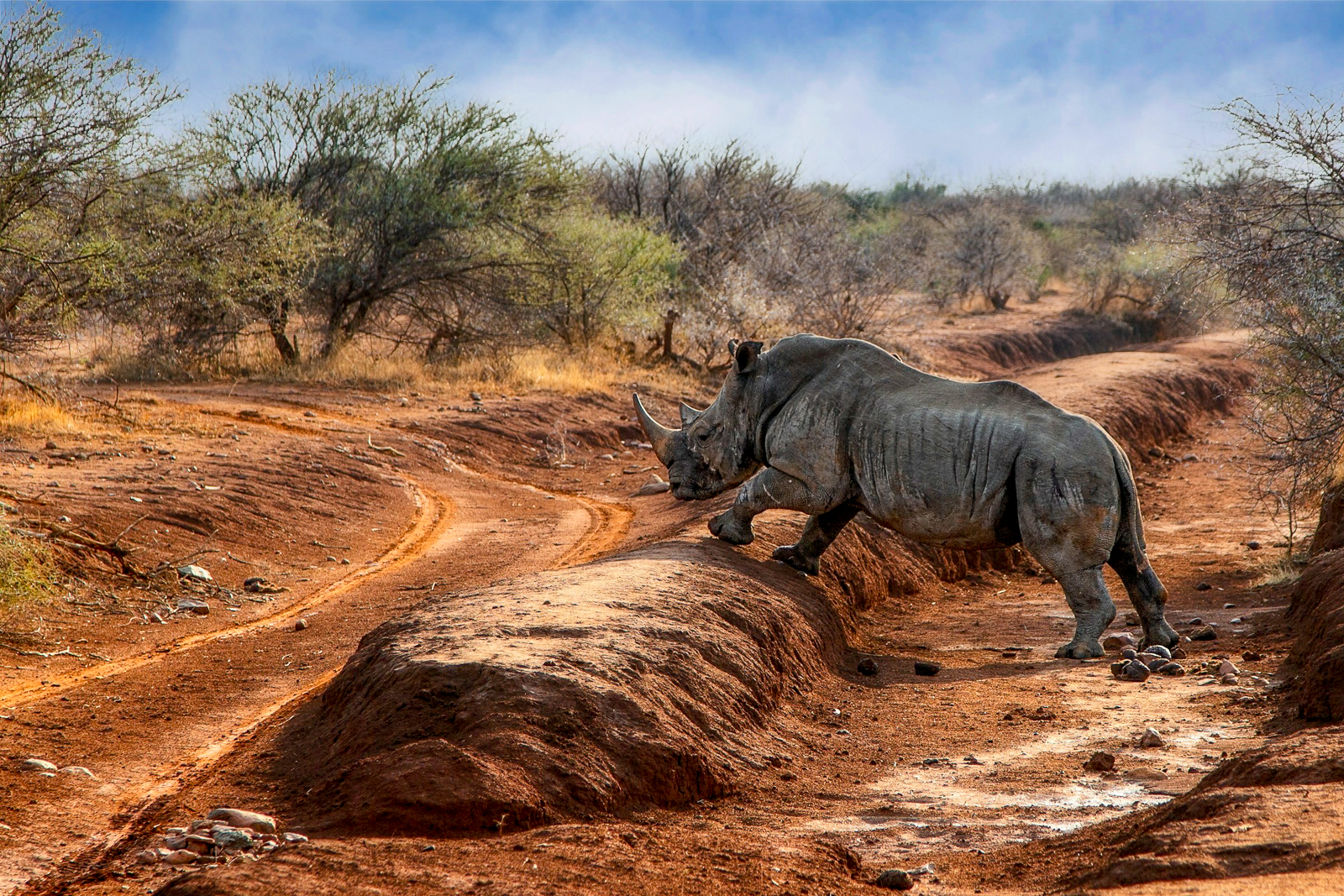 A rhino in Madikwe Game Reserve in South Africa