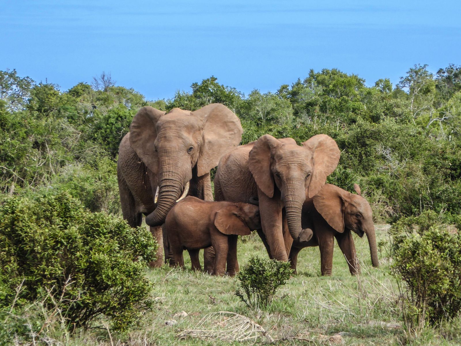 Family of elephants in a South African game reserve