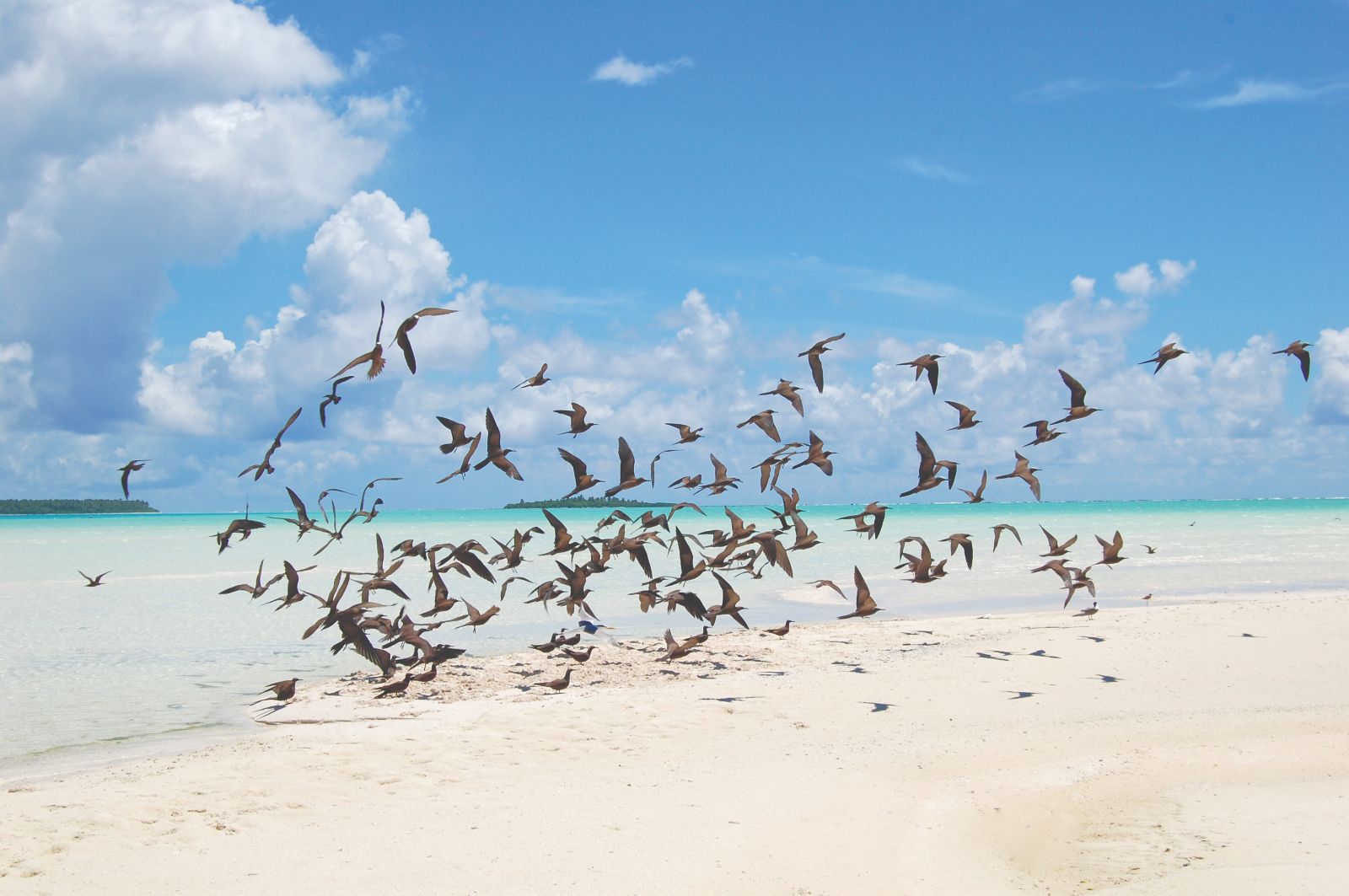 Birds on the beach at The Brando in Tahiti