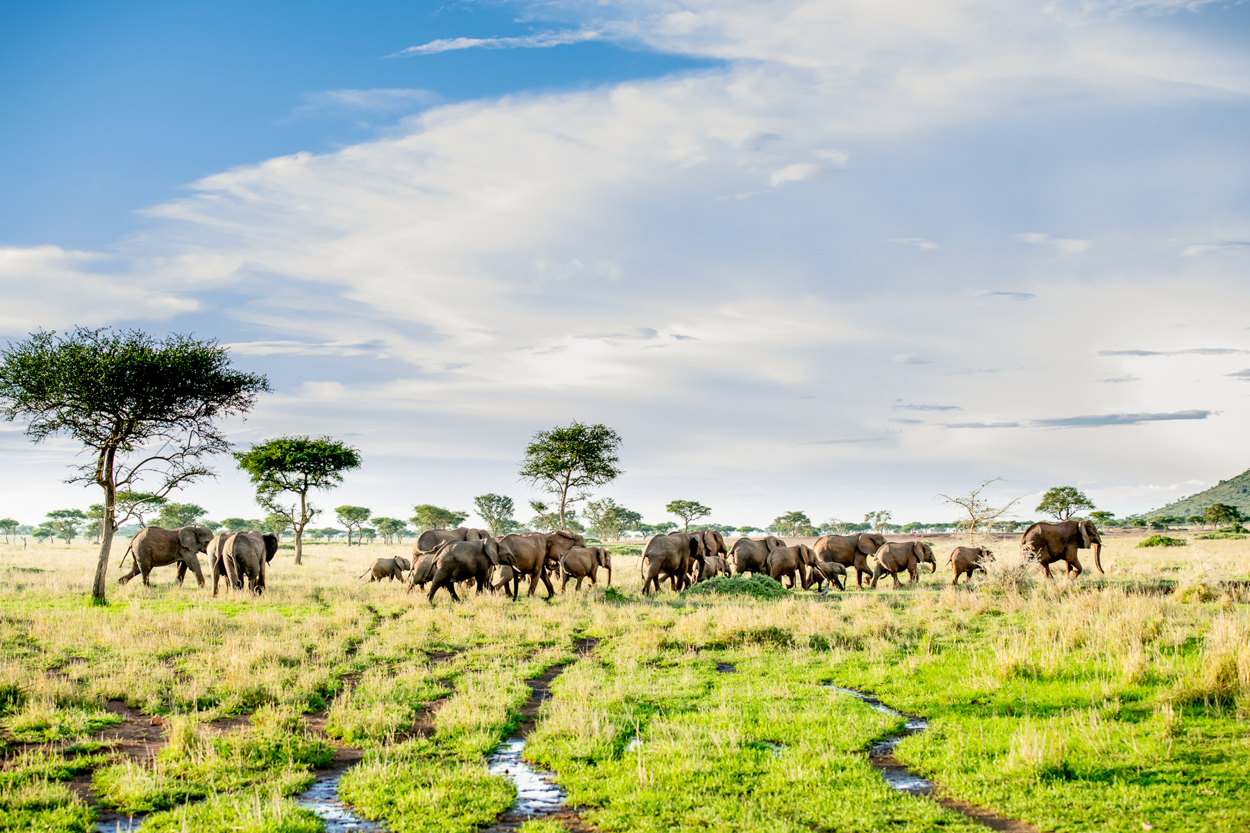 Elephants spotted on the grounds of Singita Faru Faru Lodge in Tanzania