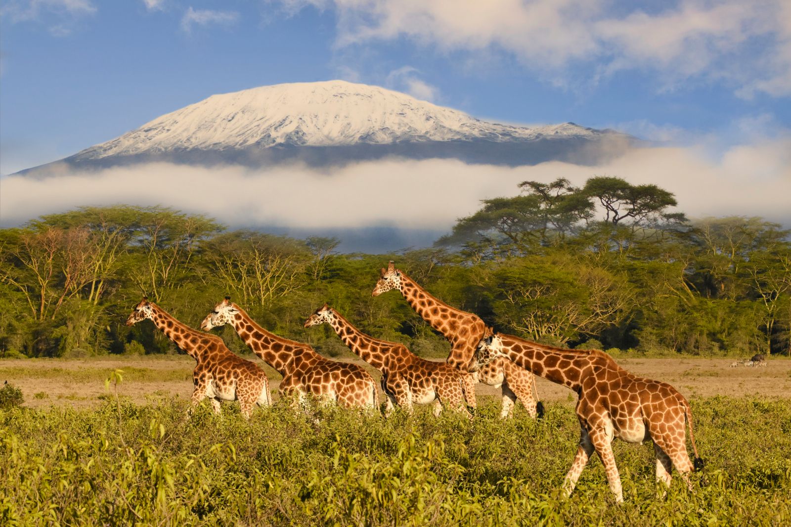 Giraffes on a grassy plain in front of the snowcapped peak of Mount Kilimanjaro