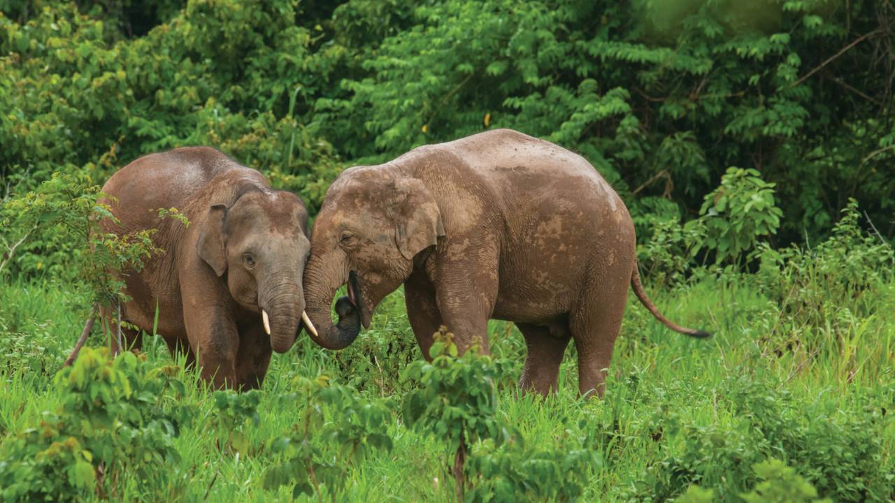 Elephants on the grounds of Four Seasons Tented Camp Golden Triangle in Chiang Rai