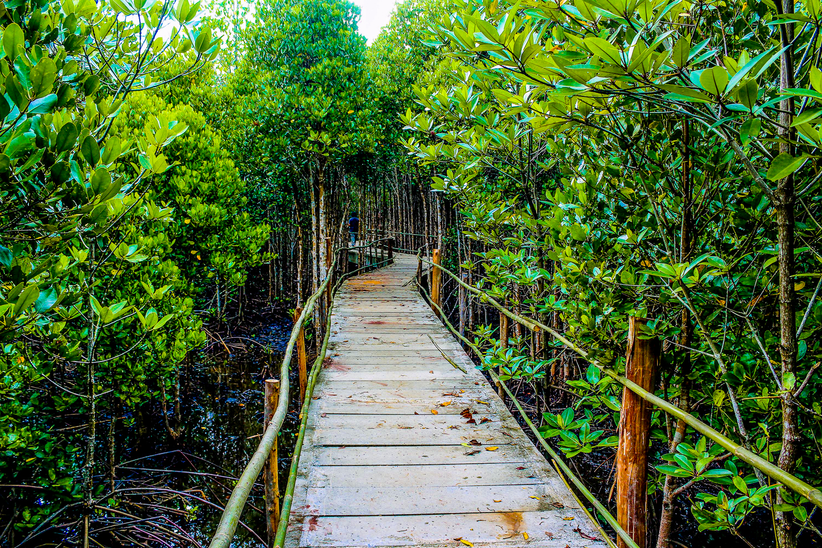 A walkway through the mangroves of Bang Krachao in Thailand