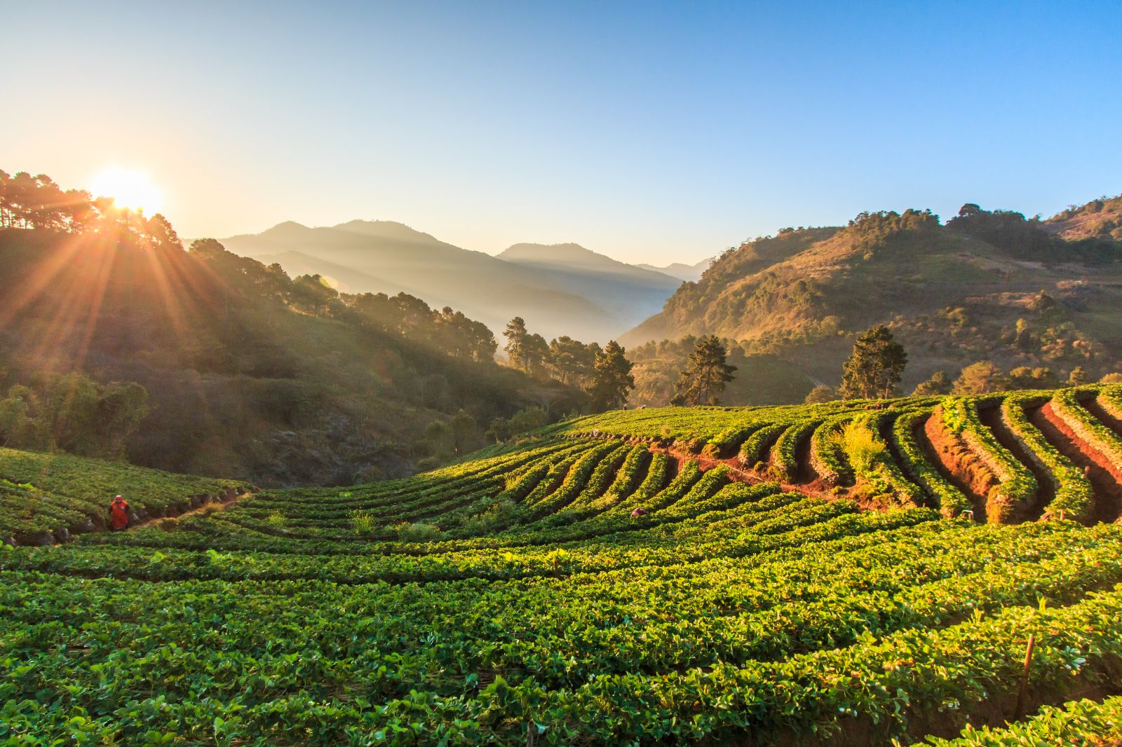 Rice terraces in Chiang Mai, Thailand