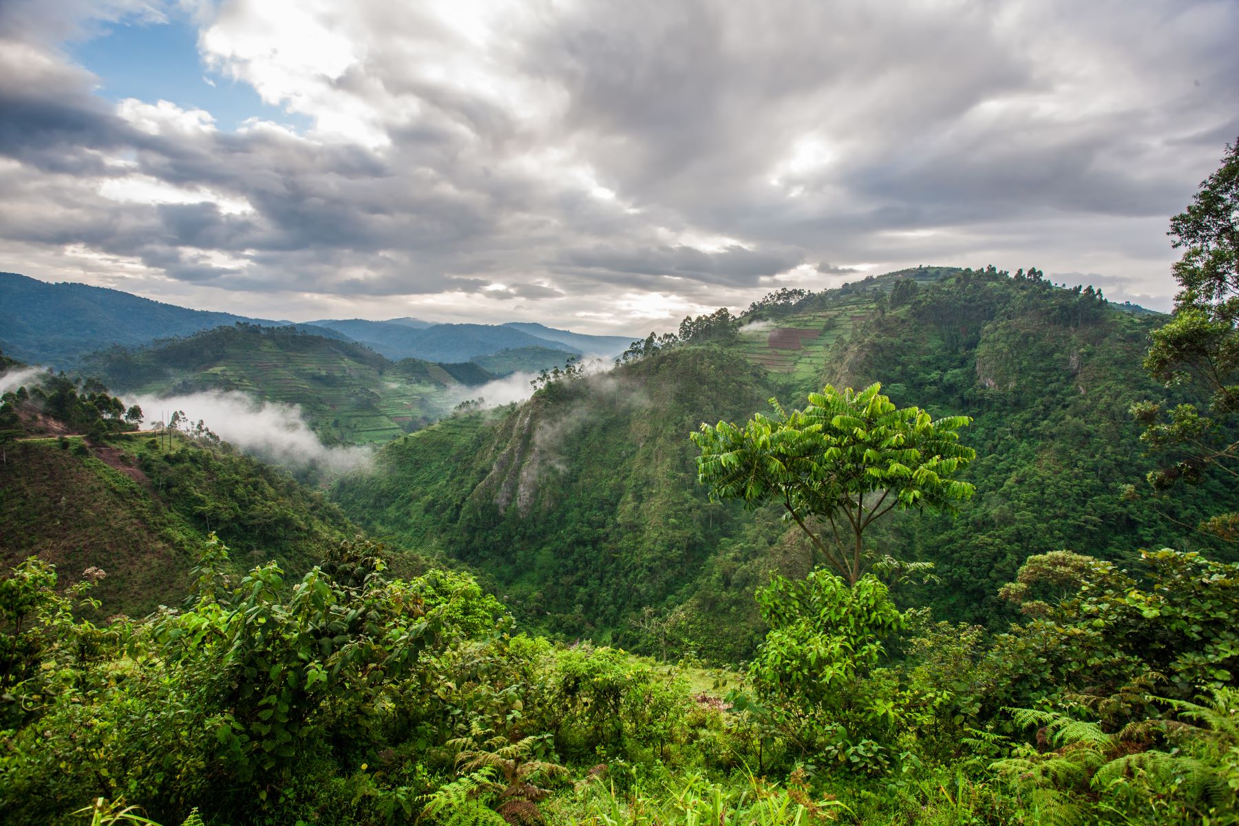 Aerial view of Bwindi Impenetrable Forest National Park in Uganda