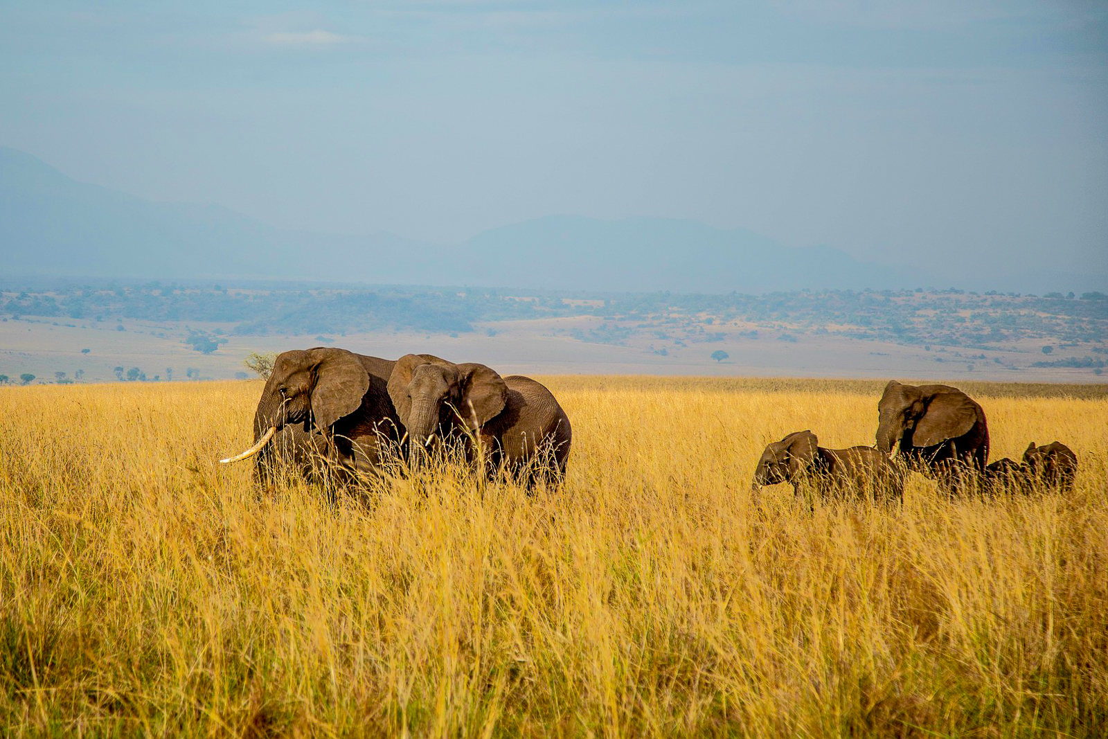 A group of elephants in Kidepo National Park