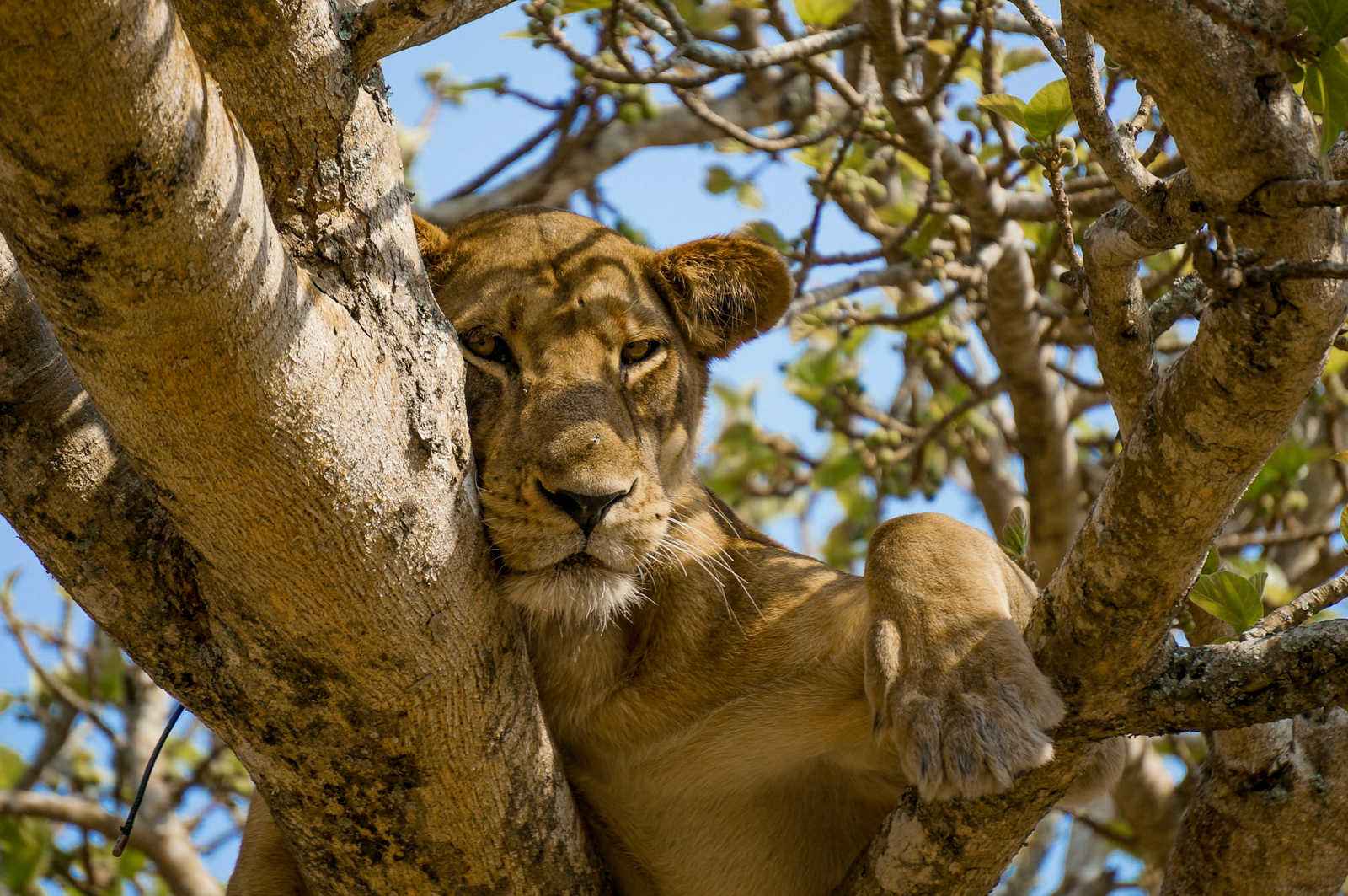A lioness sleeping in a tree in Queen Elizabeth National Park