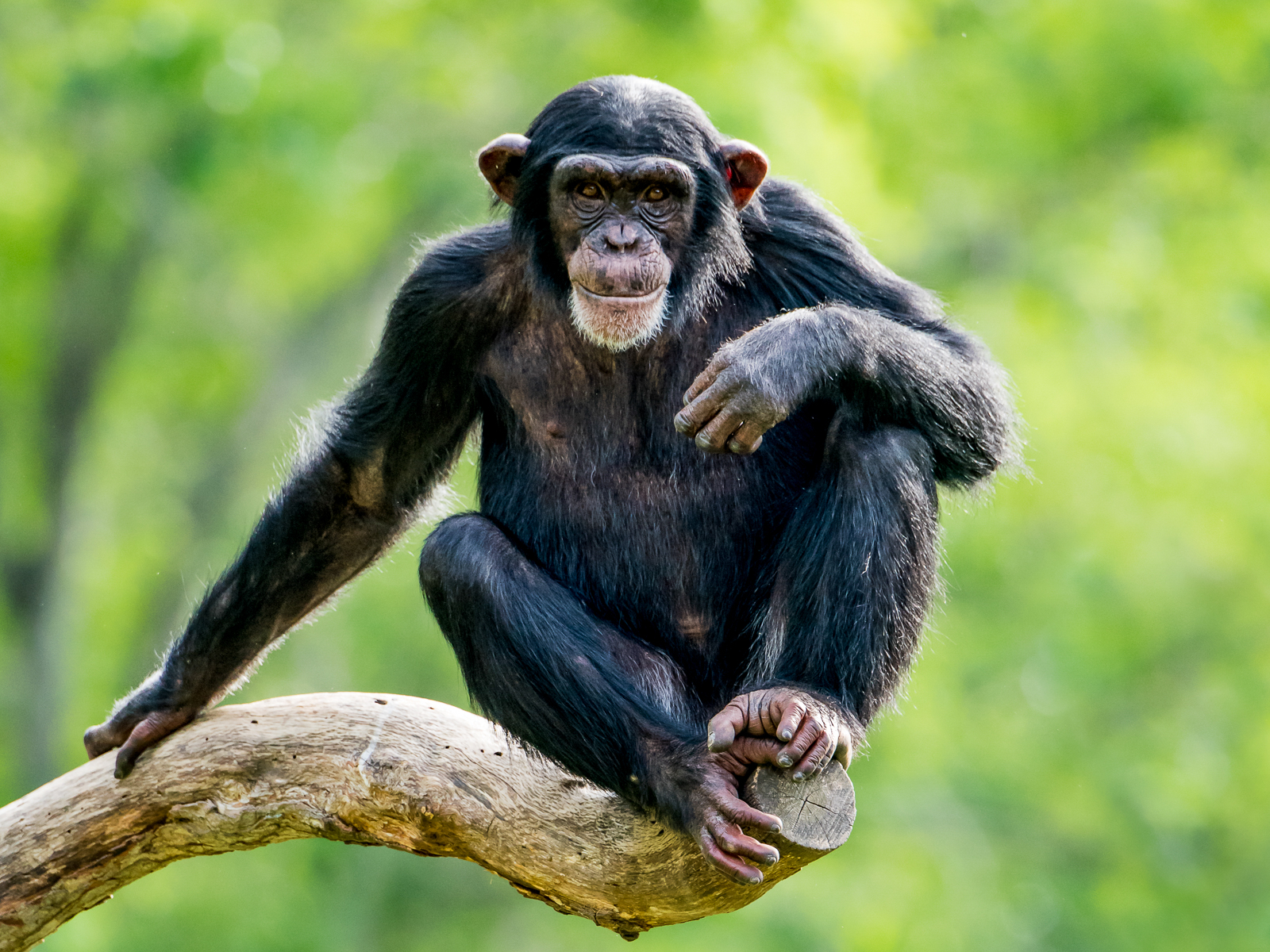 A chimpanzee perched on a branch in Kibale National Park